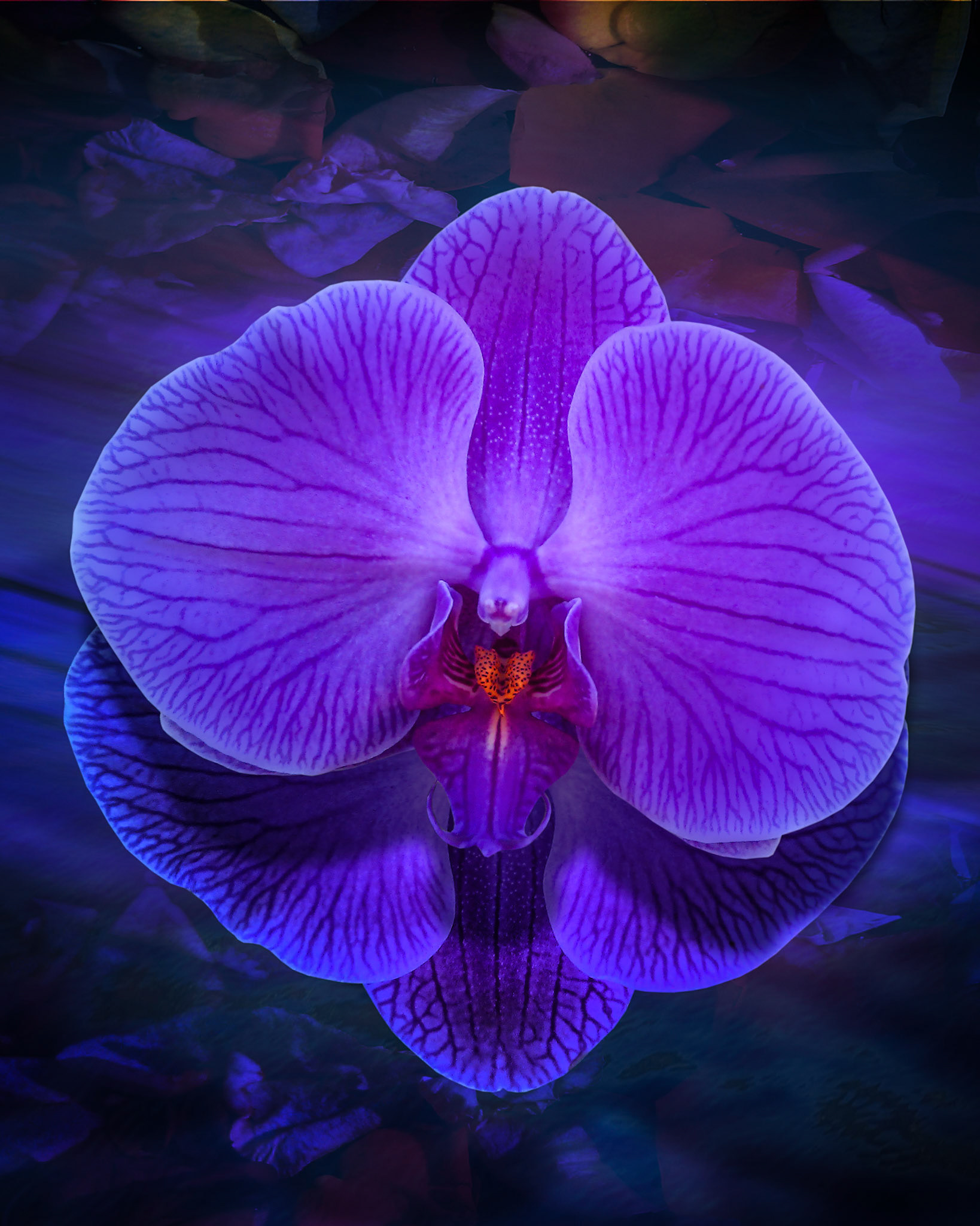 Orchid in Blue