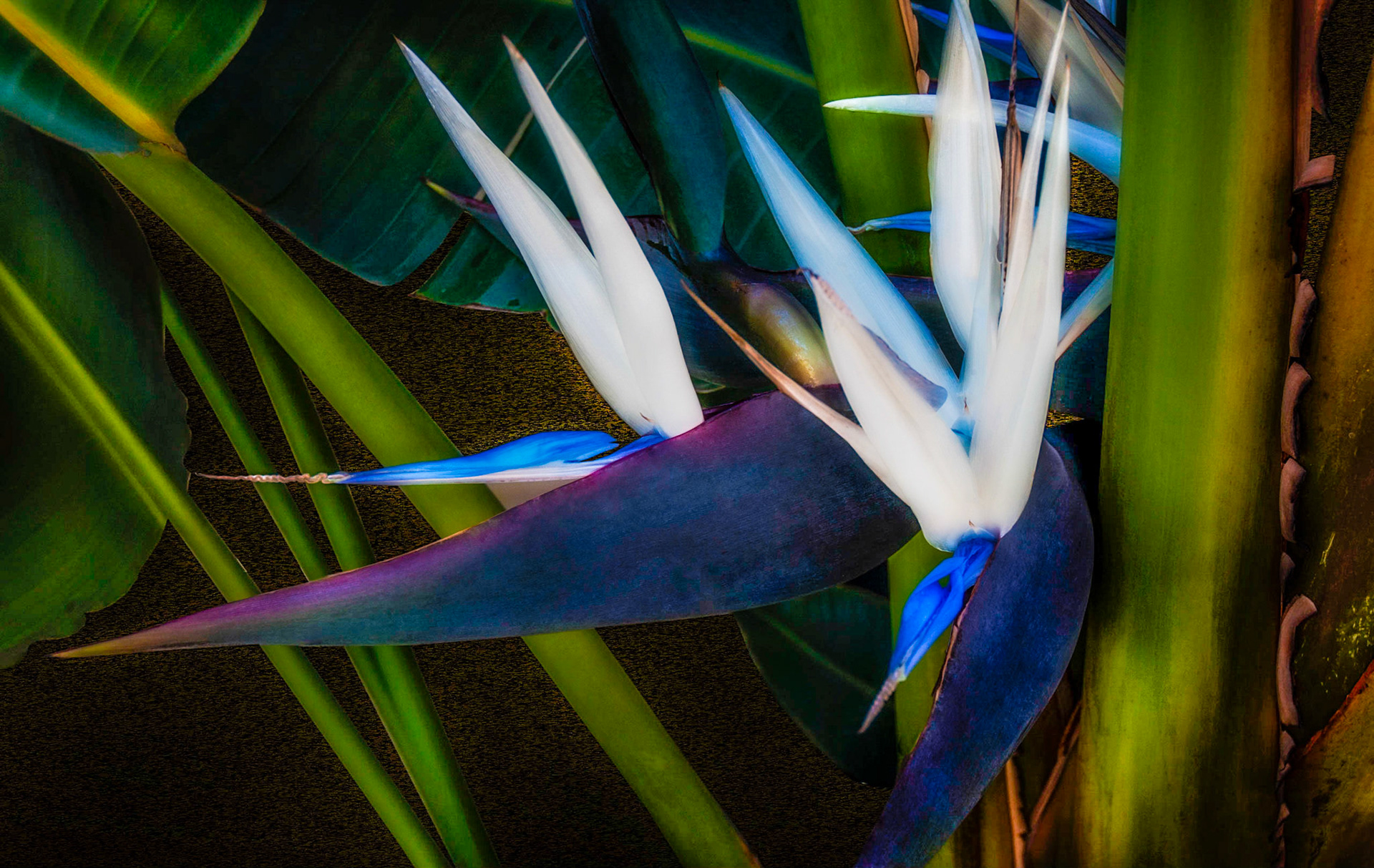 Two Black Birds v2