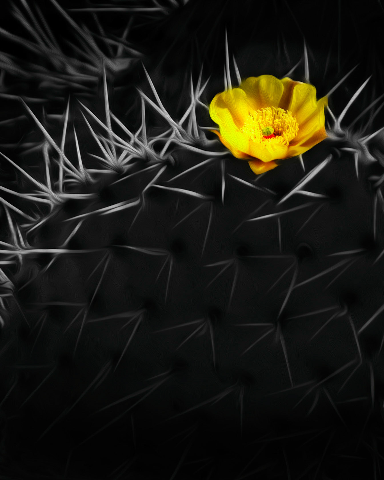Beaver Tail Cactus Flower