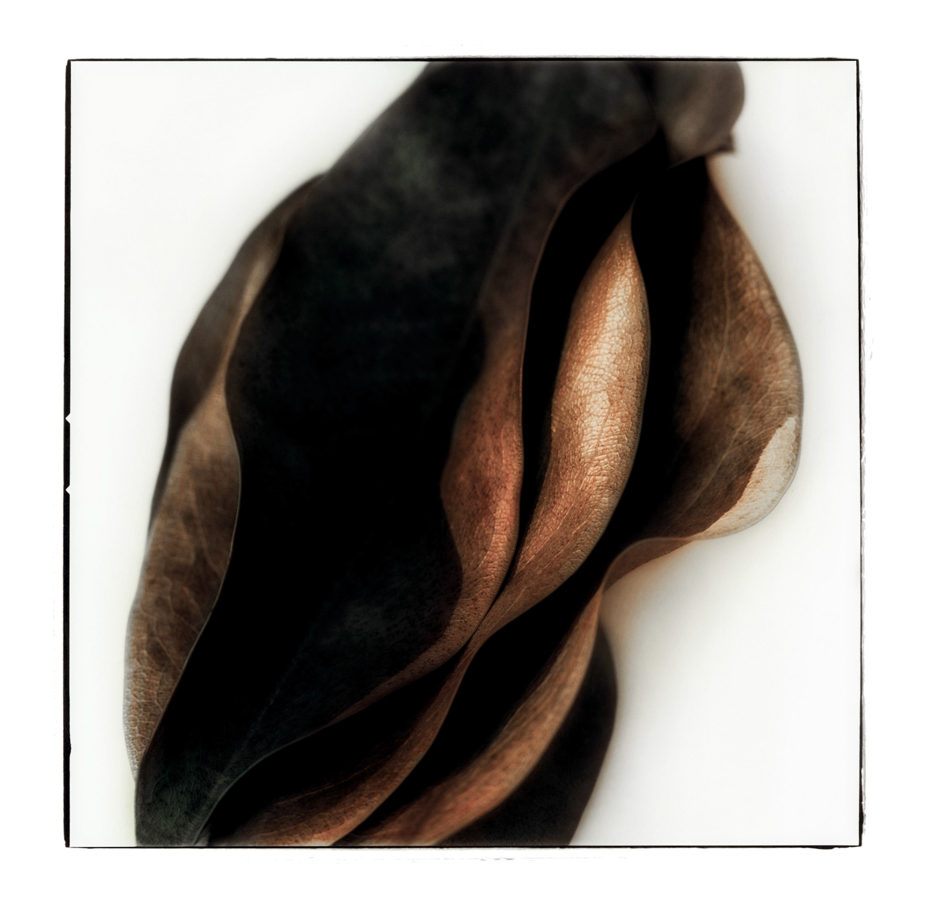 Three Magnolia Leaves