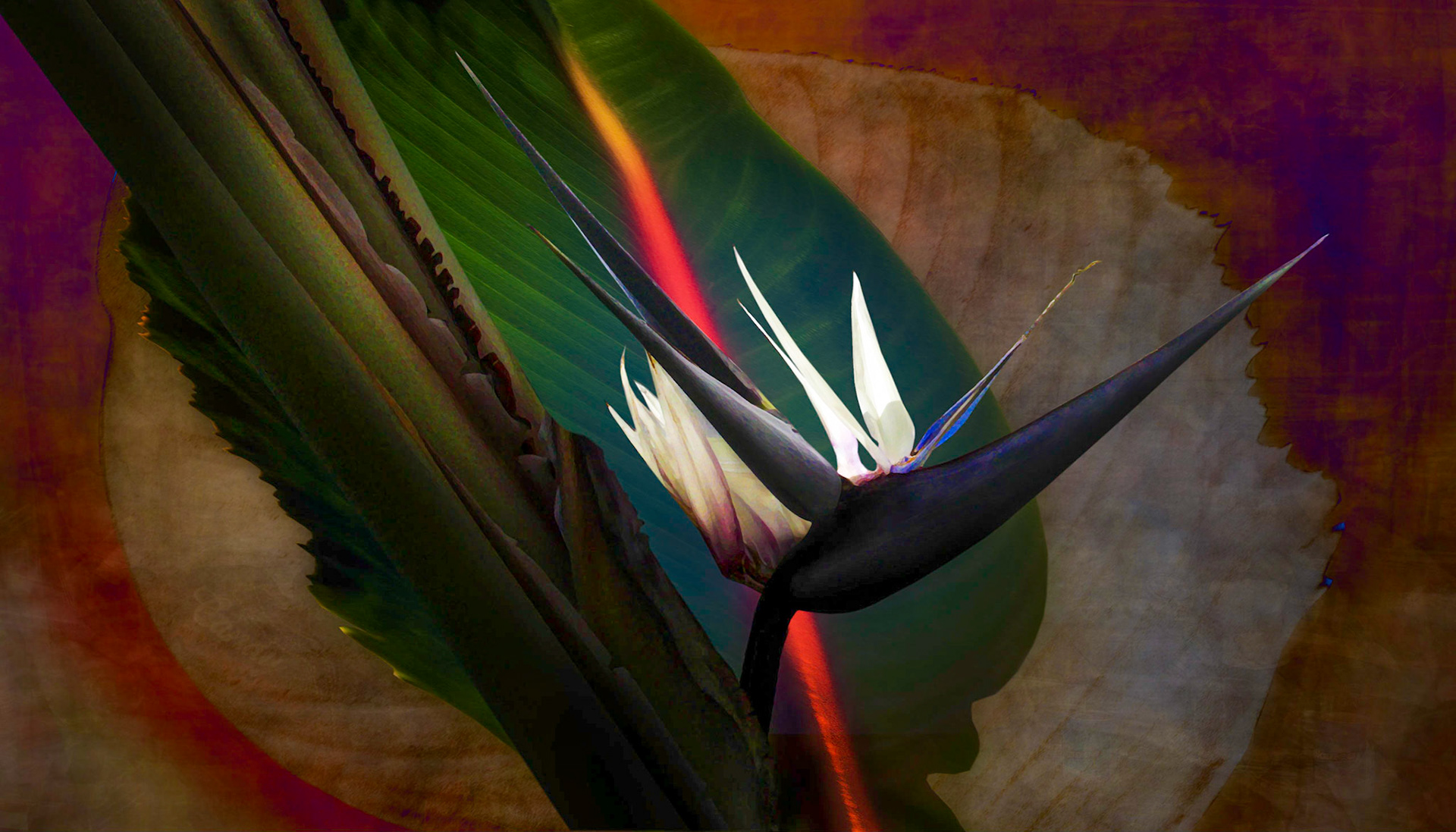 Bird in Paradise v5