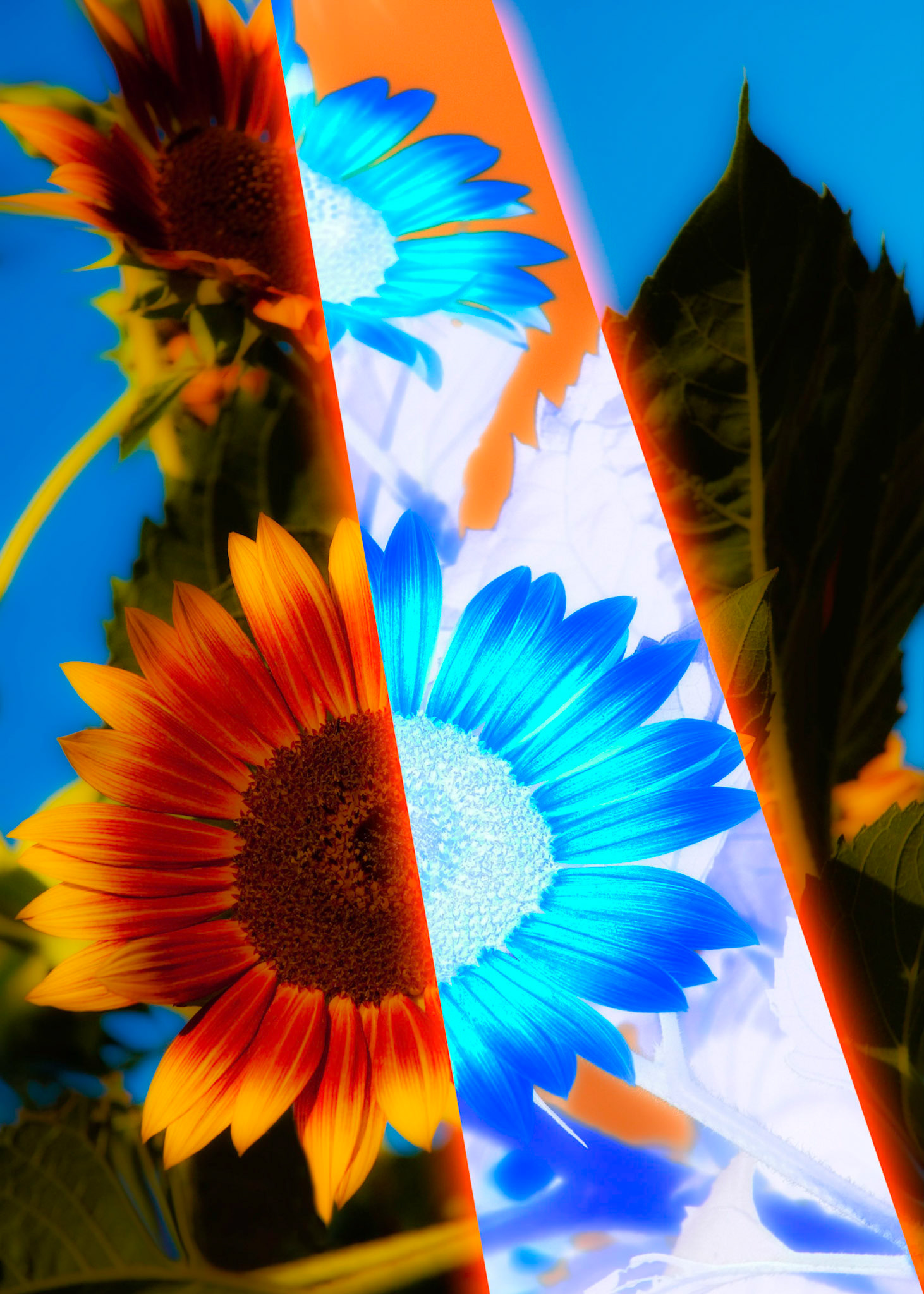 Sunny Flower