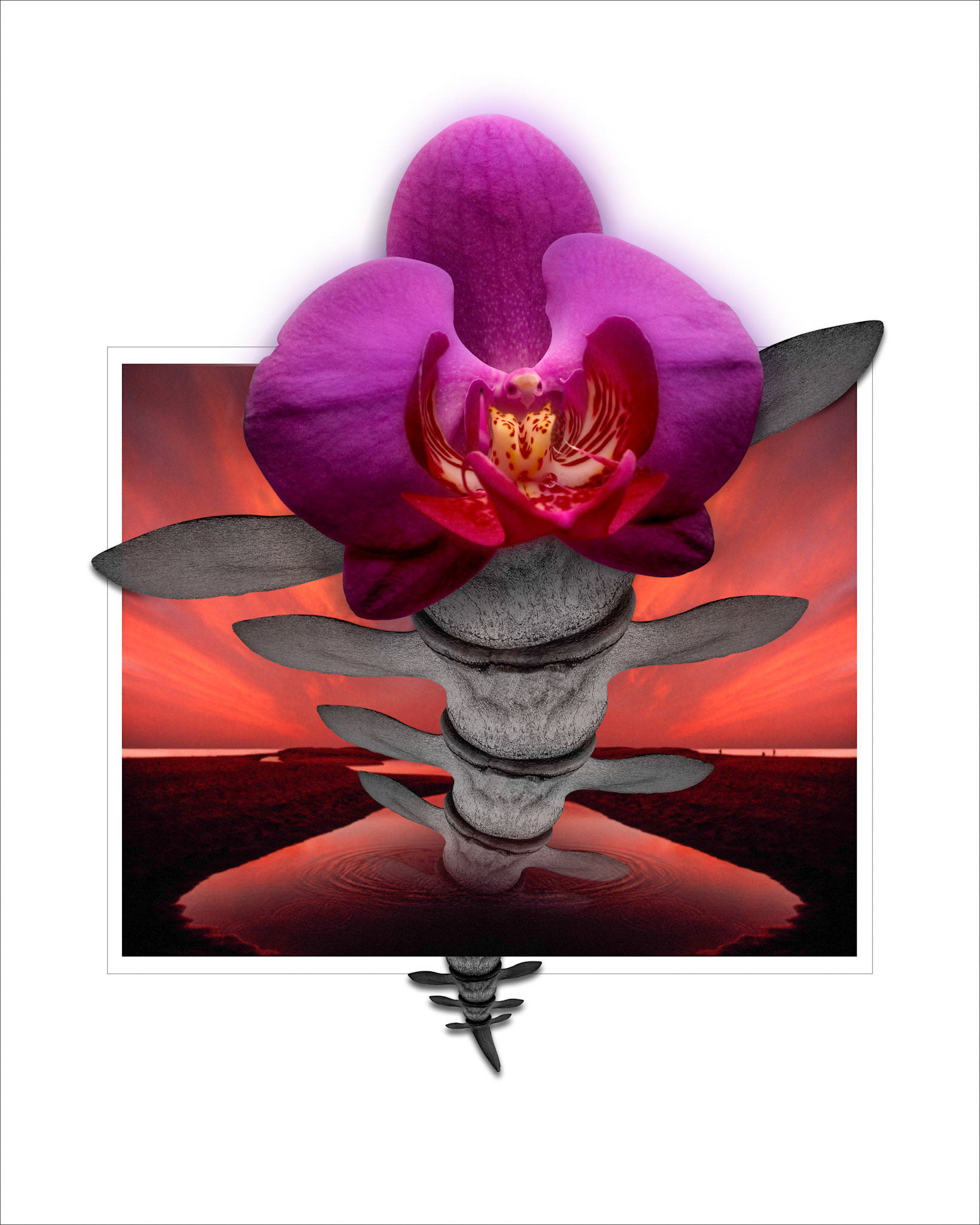 Orchid Dragon