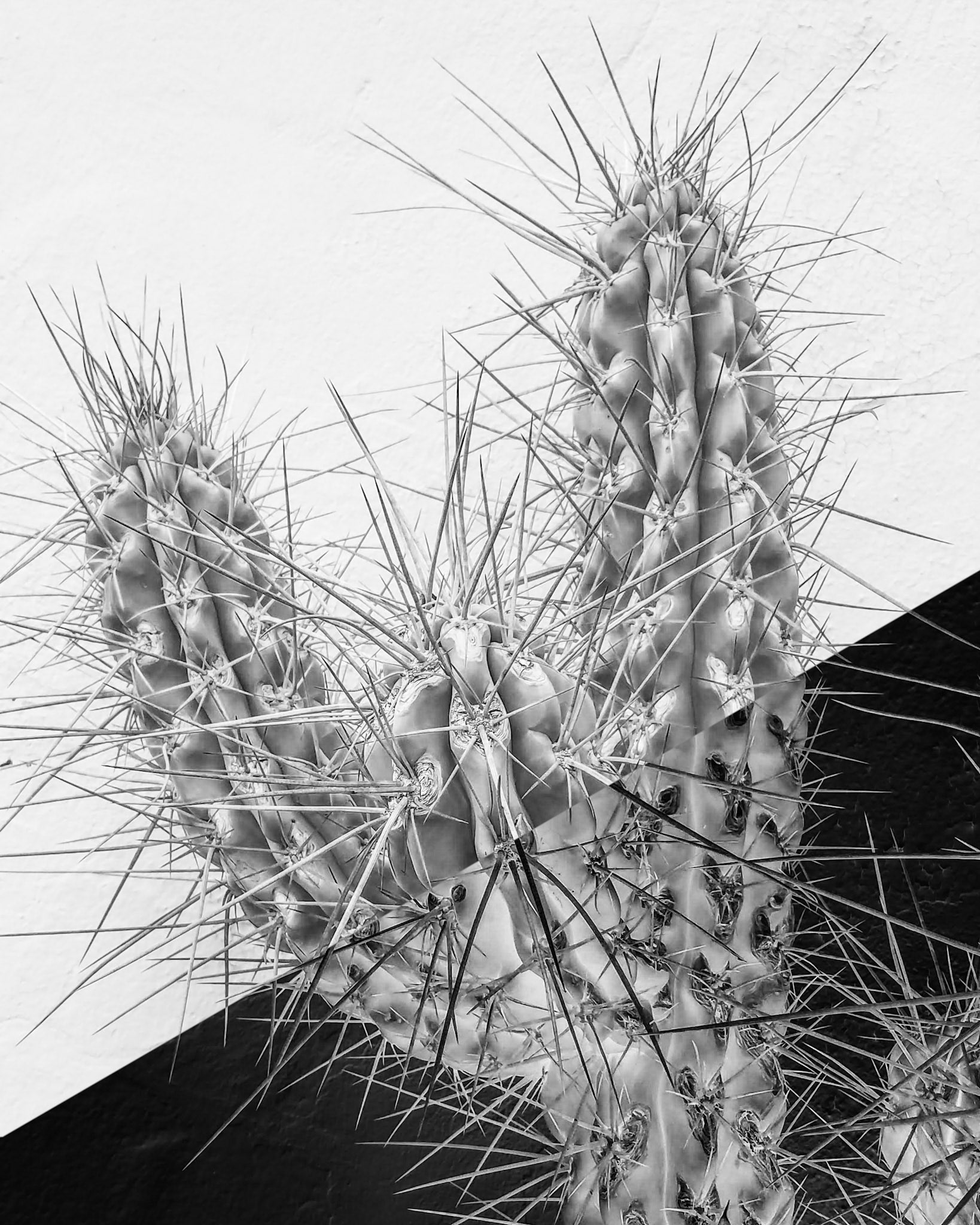 Prickly