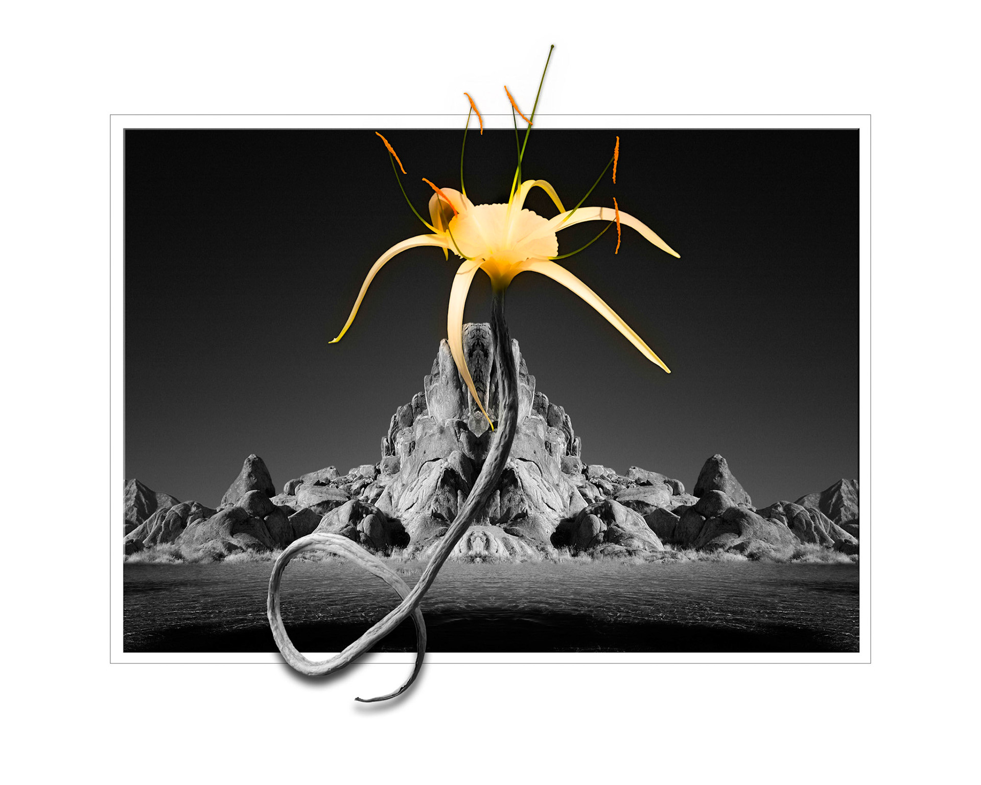 Desert Bloom