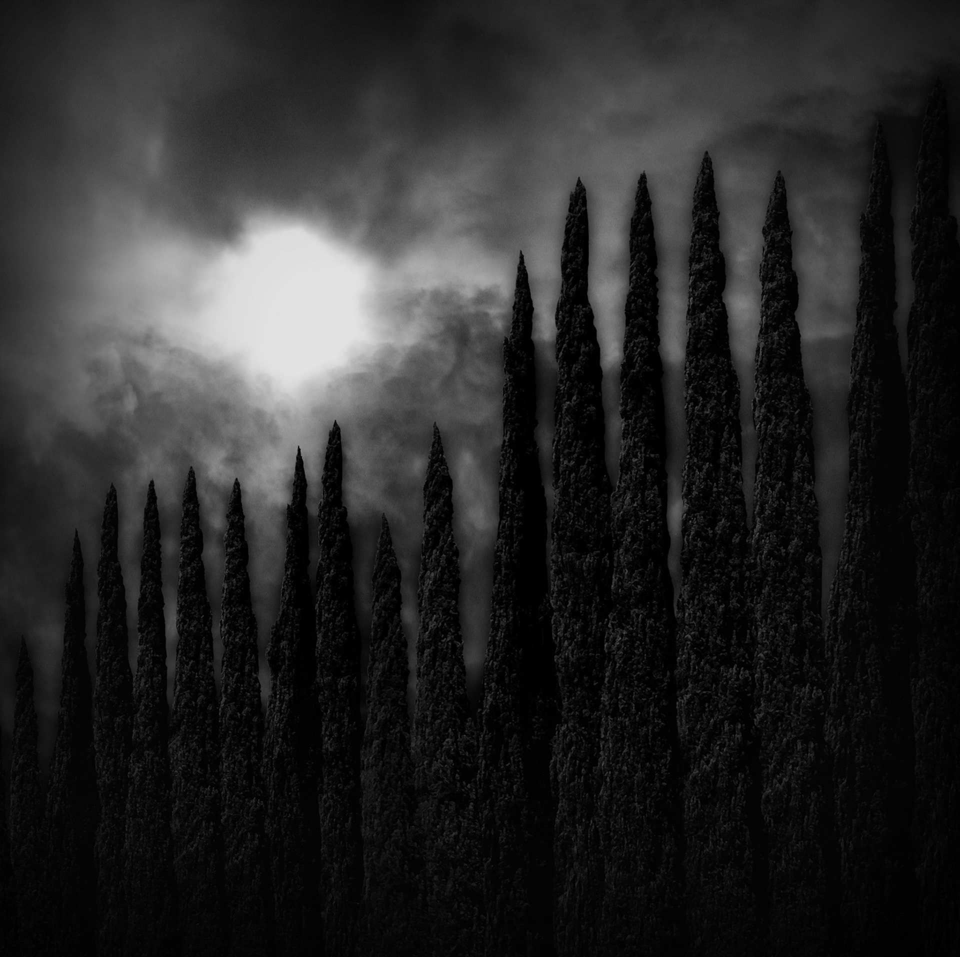 Looking up, I fell Into The Cypress Sky