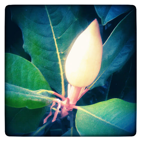 Magnolia Flower v2