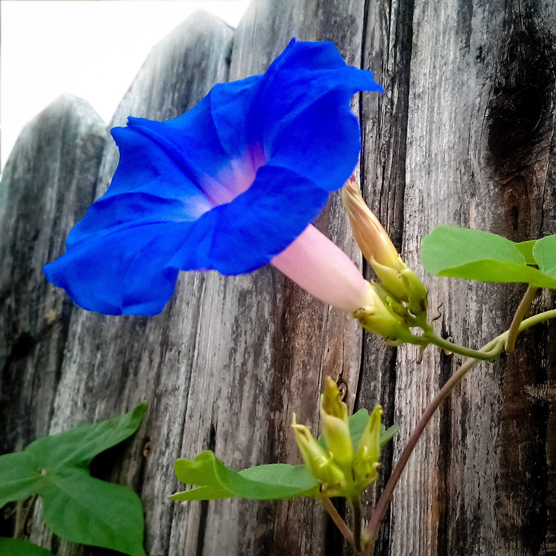 Morning Glory v1