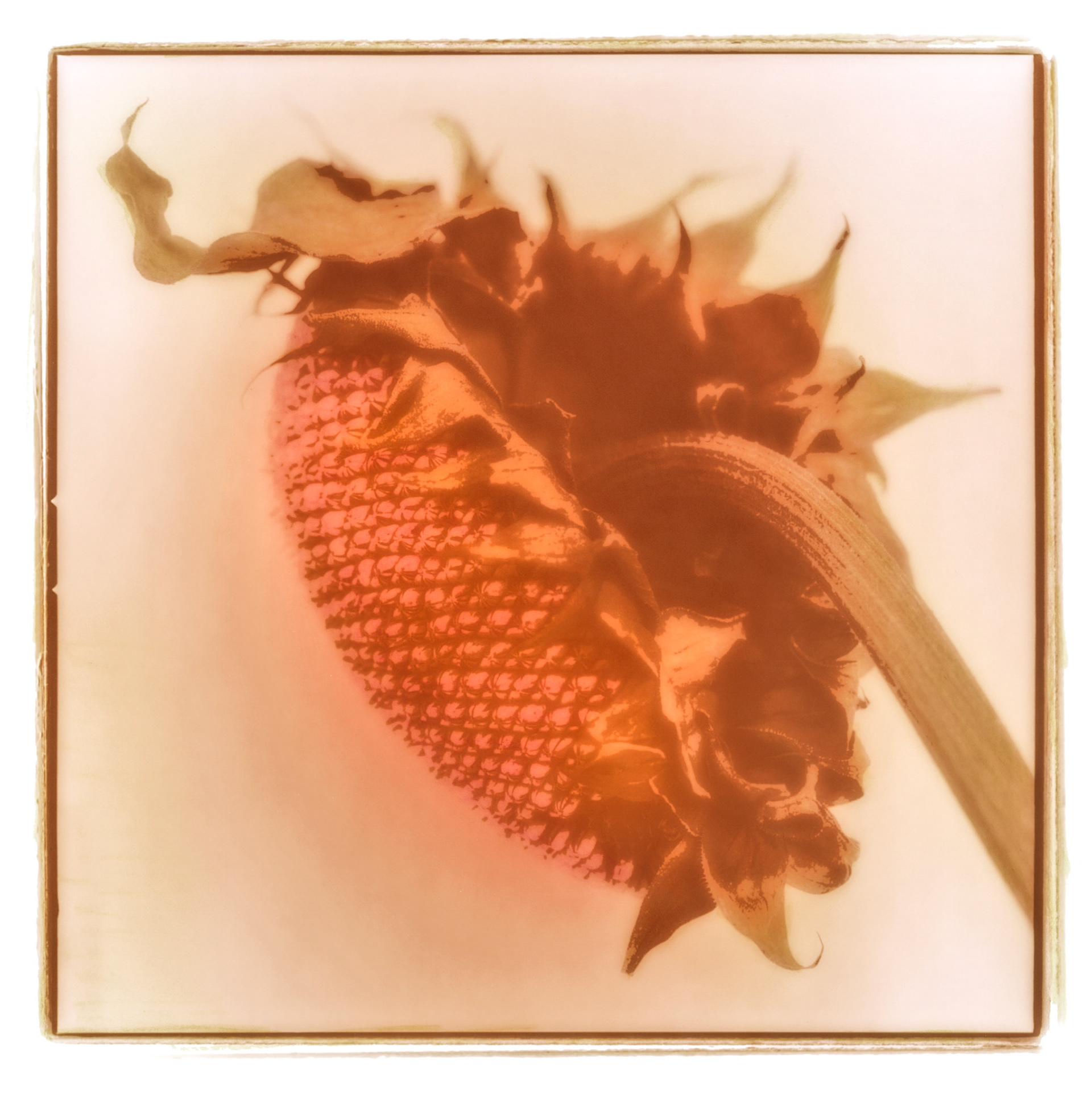 Sun Burned Sunflower