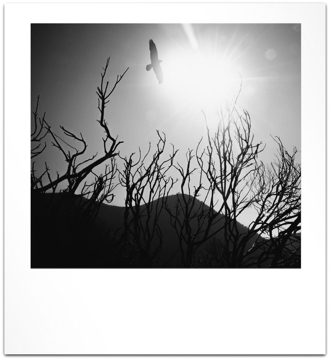 Angeles Crest After The Station Fire