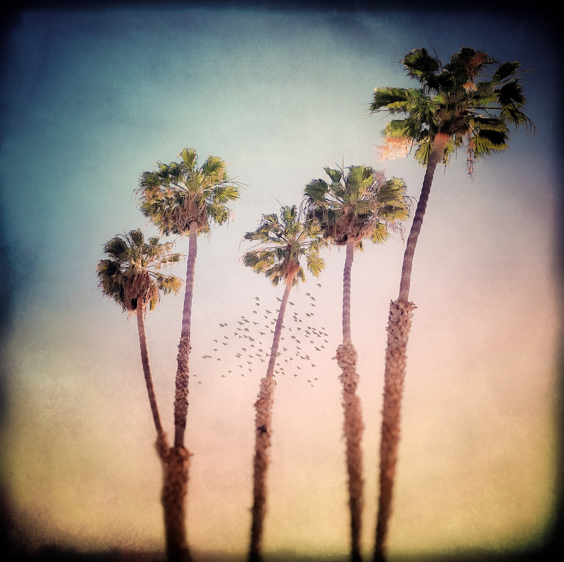 Five Palms