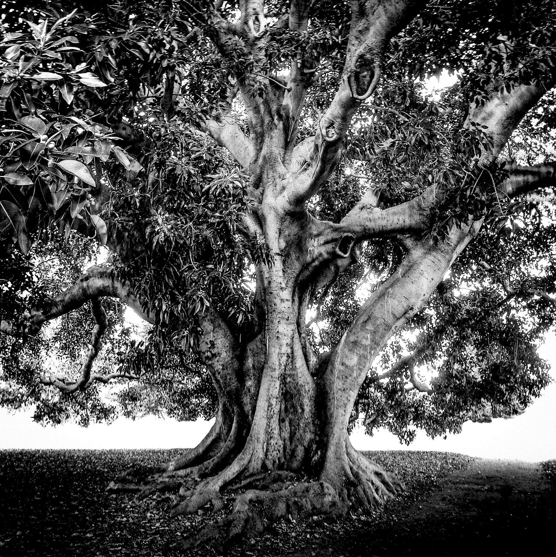Moreton Bay Fig Ventura