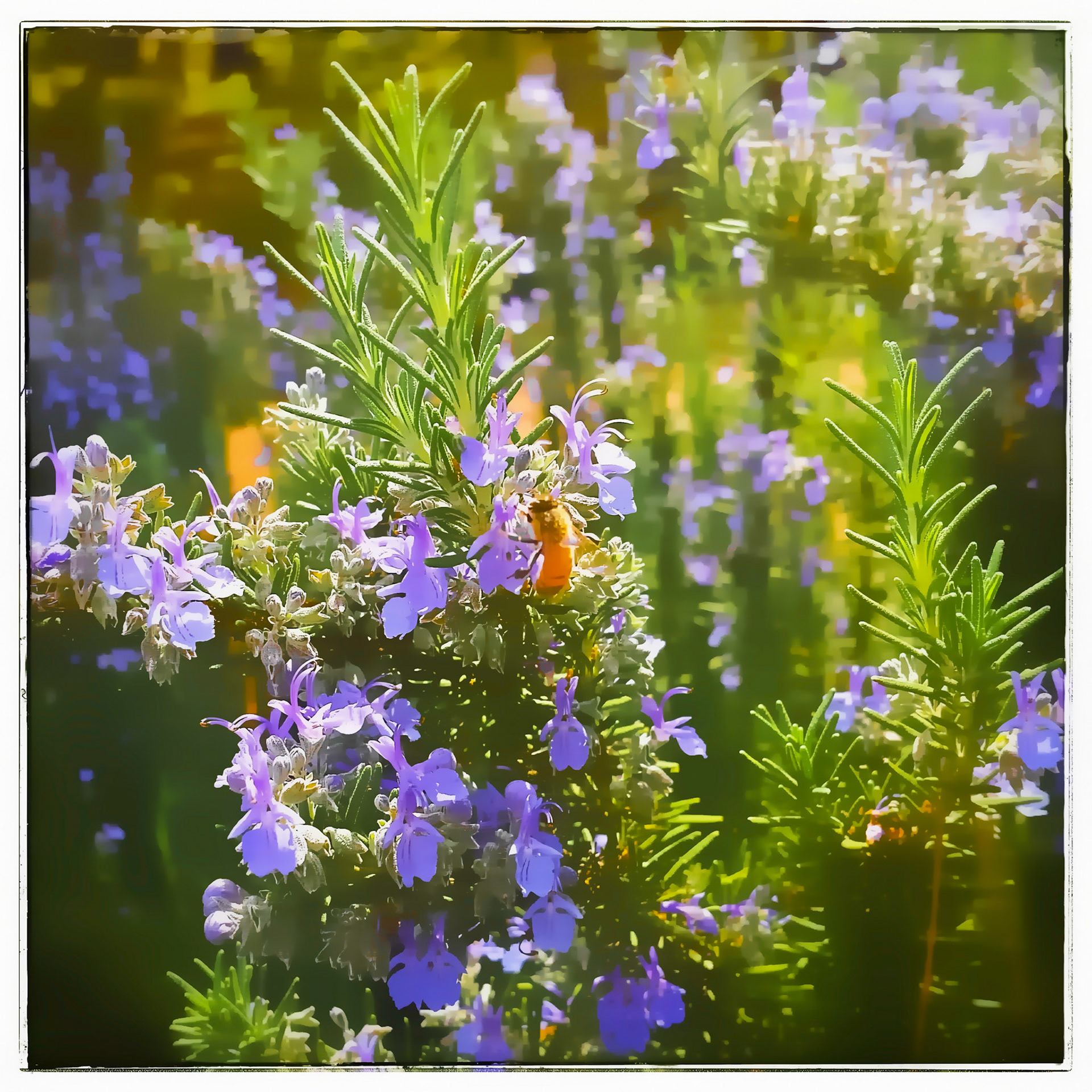 Mr. Bee Wanted To Help