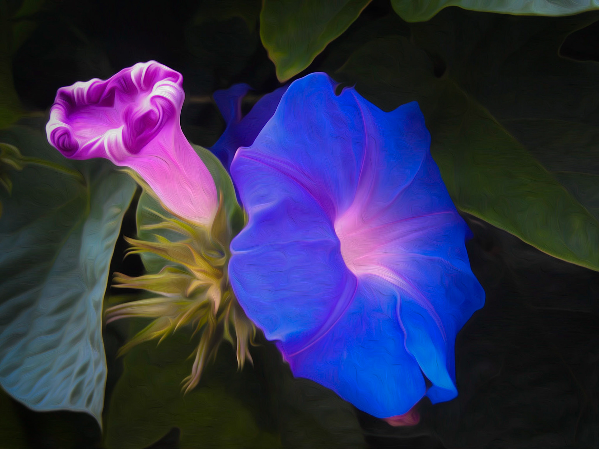Morning Glory v2