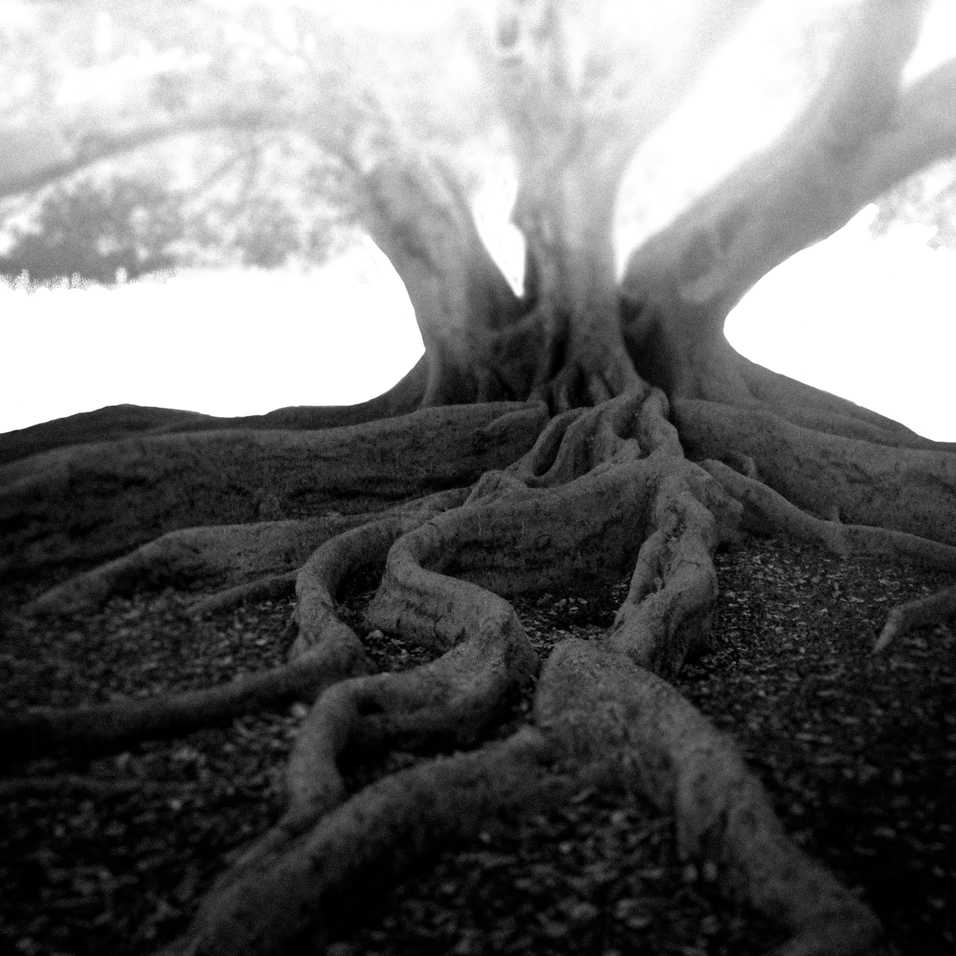 Moreton Bay Fig, Ventura v2