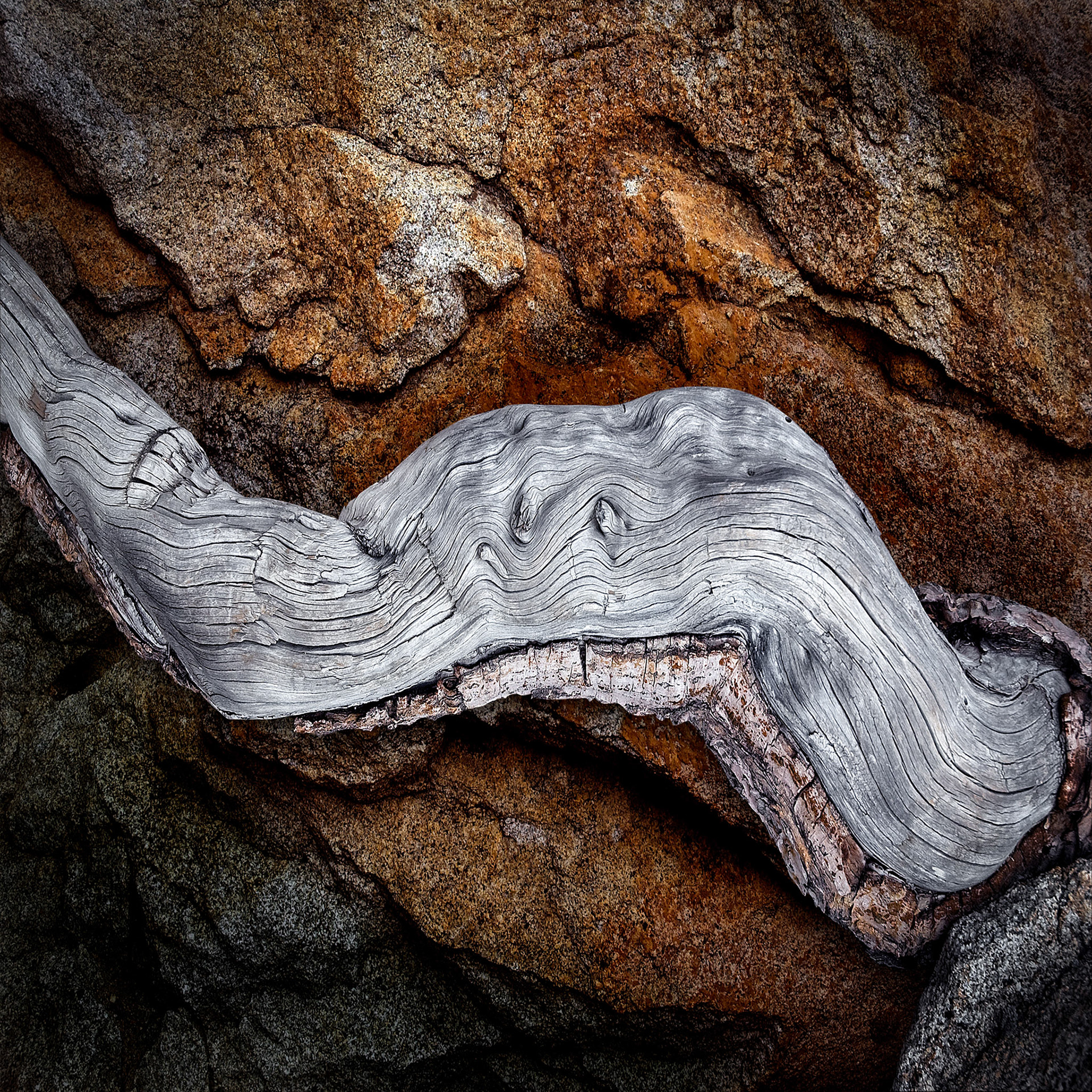 Rock And Root - Mt San Jacinto-CA