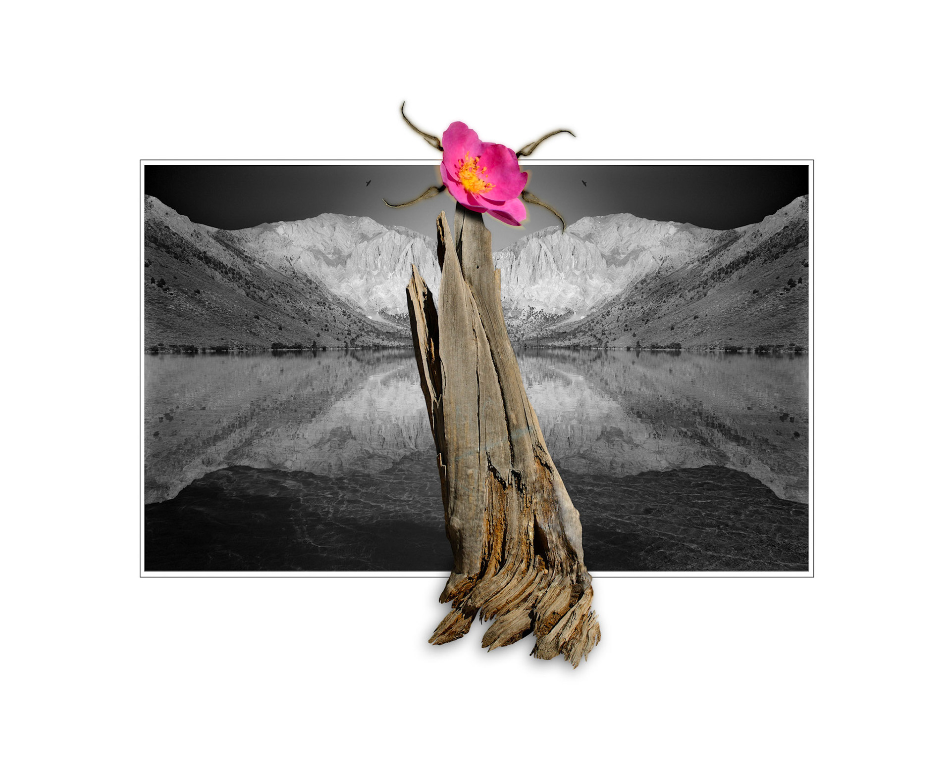Wild Mountain Rose