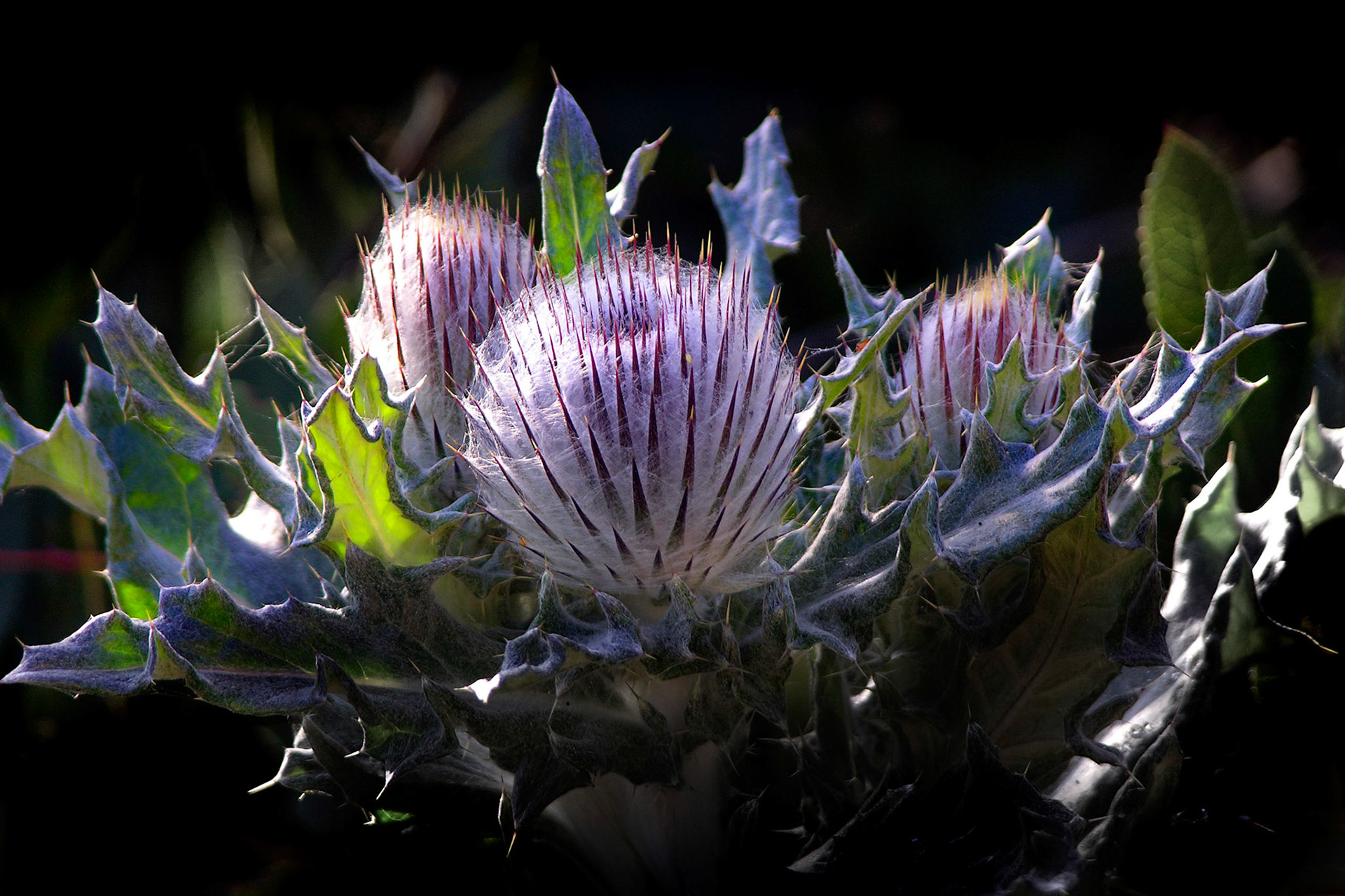 Angeles Crest Thistle