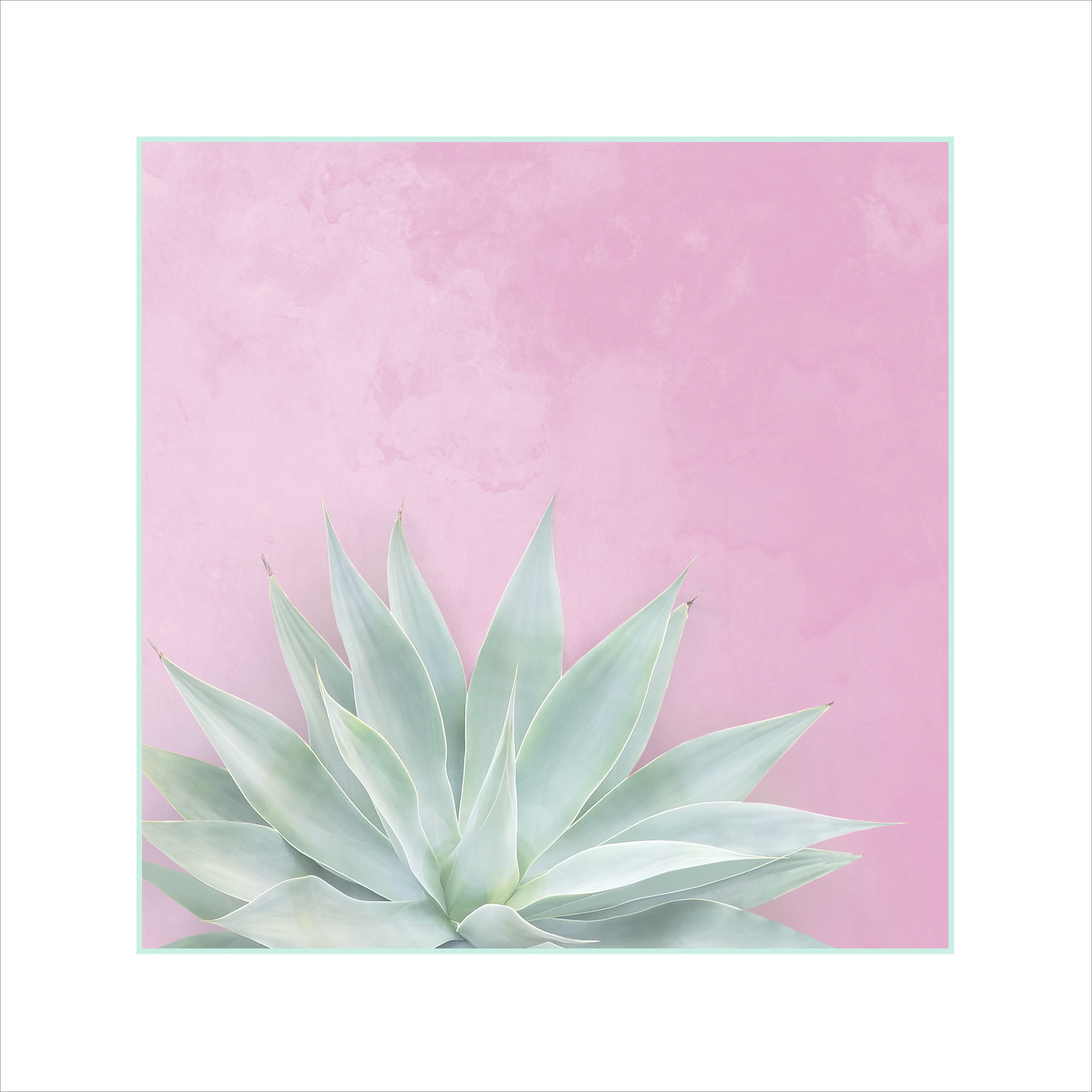 Agave in Pink