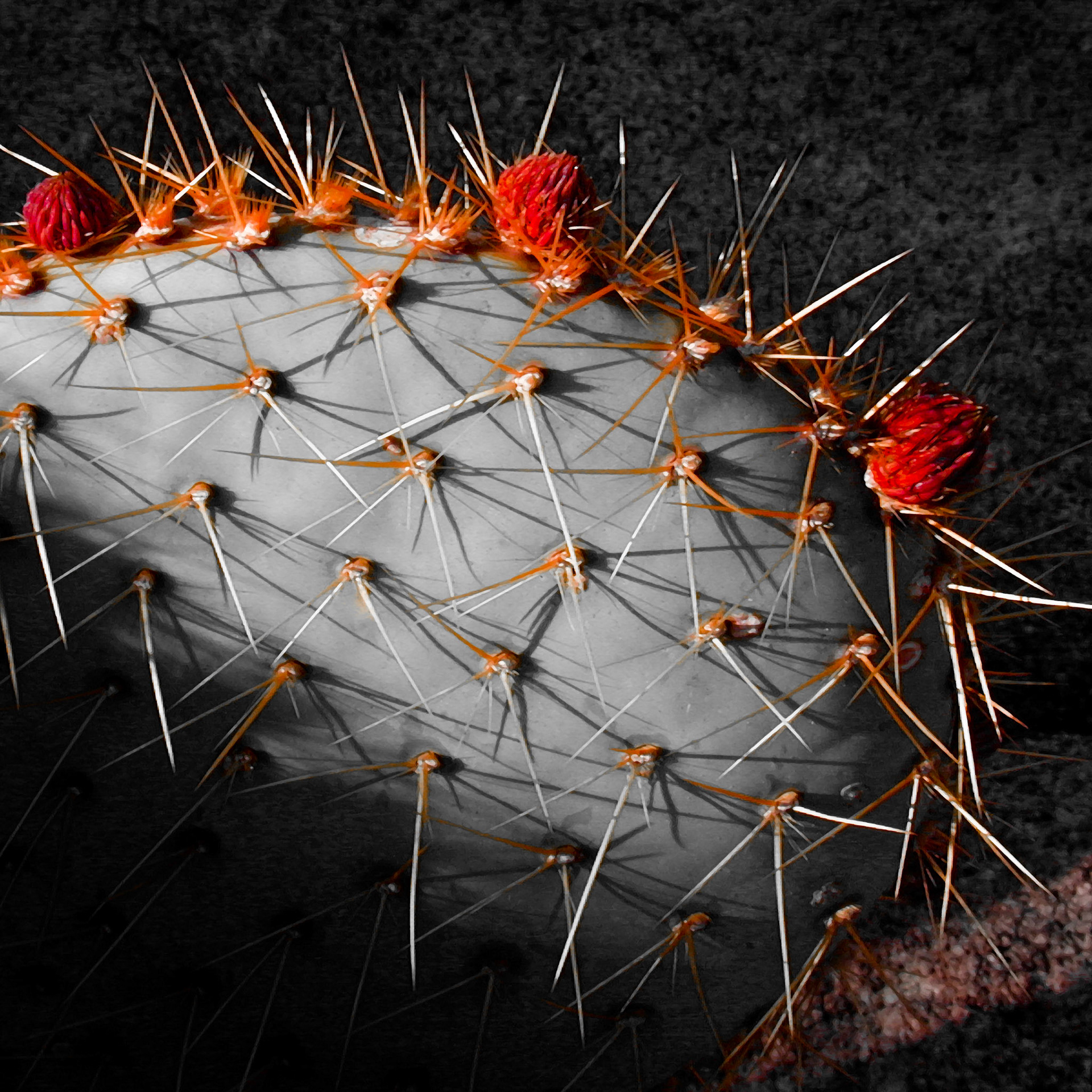 Beaver Tail Cactus