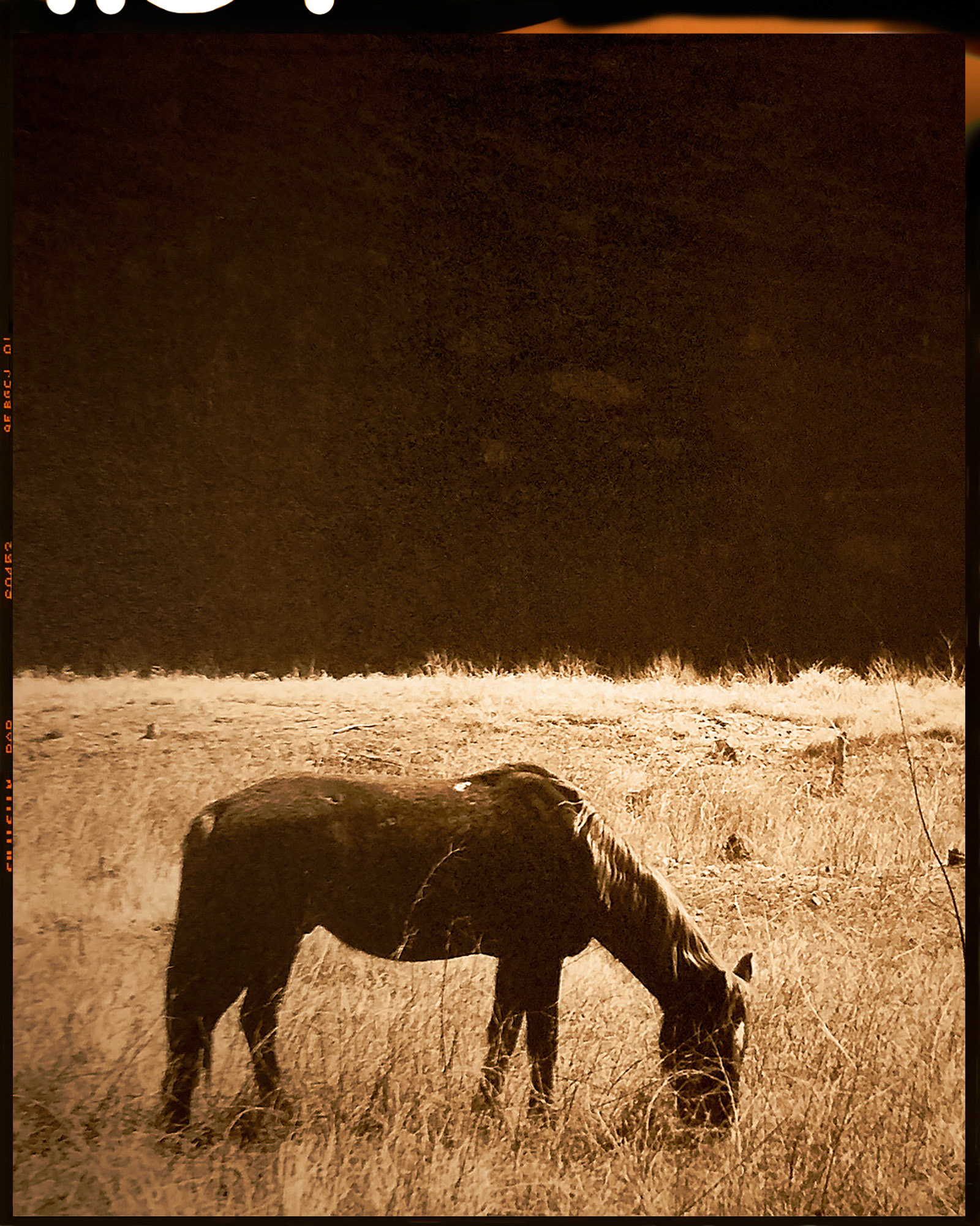 Wild Pony - Canyon de Chelly National Monument-AZ