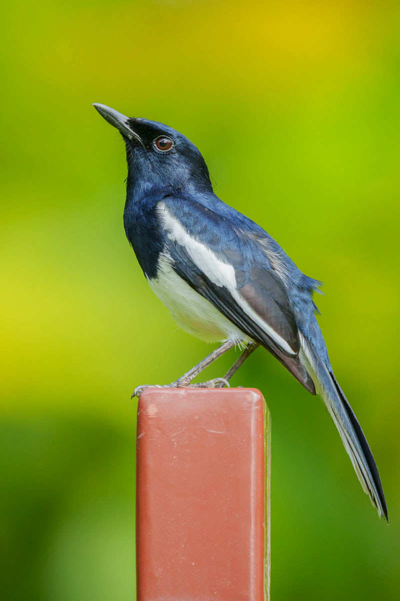 Magpie Robin (Singapore Botanic Gardens)