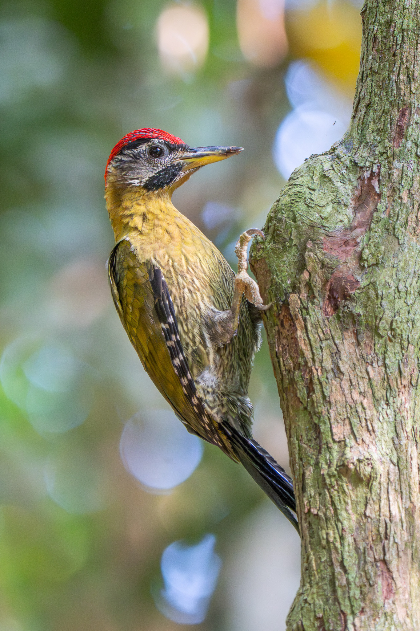 Laced Woodpecker (Winsor Nature Park)