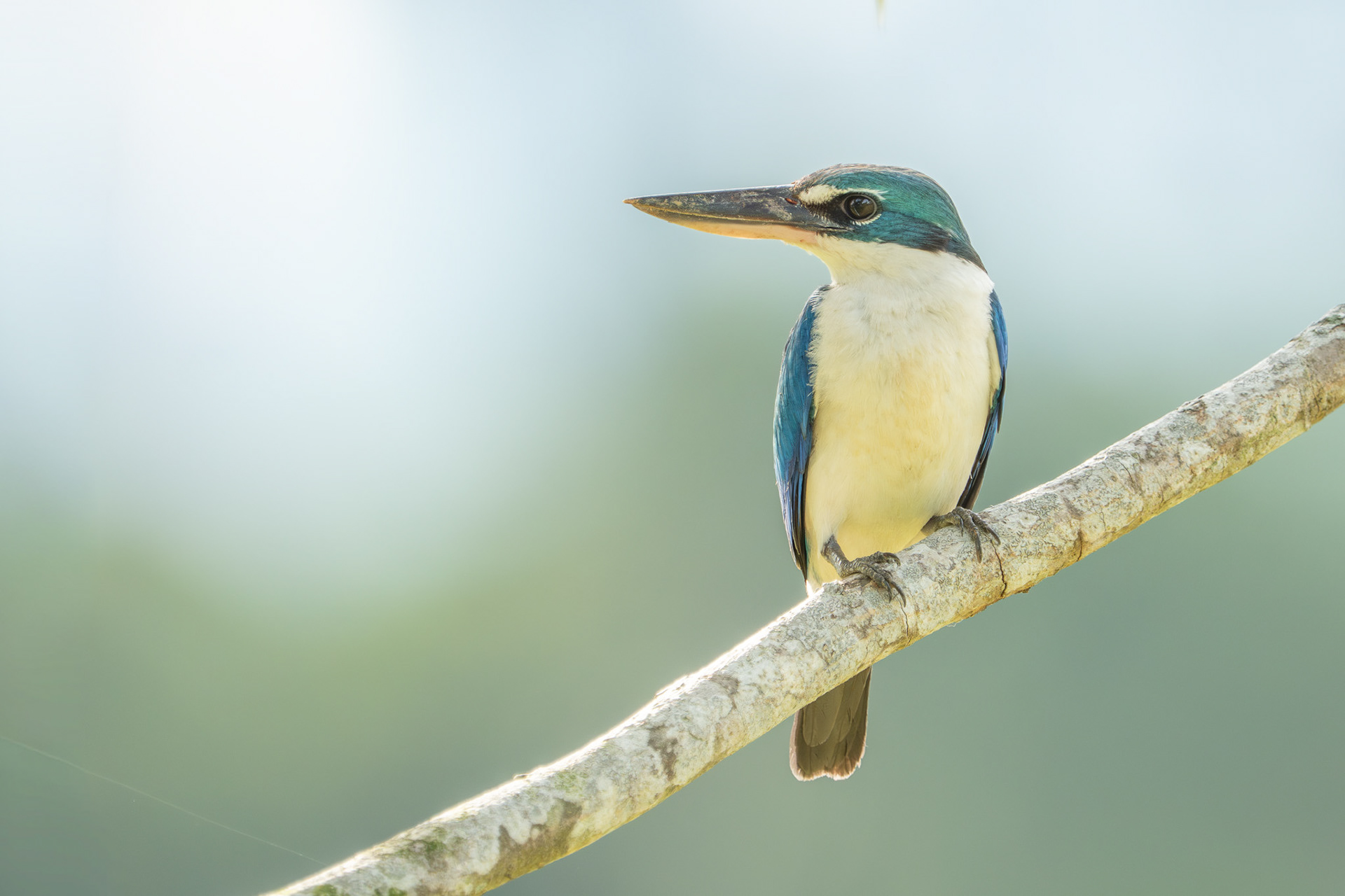 Collared Kingfisher (Chinese Garden)