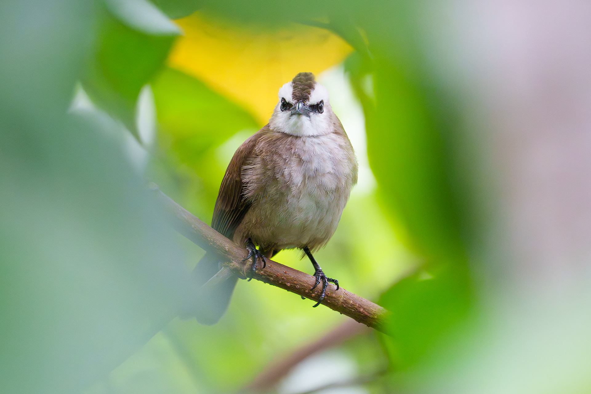 Yellow Vented Bulbul