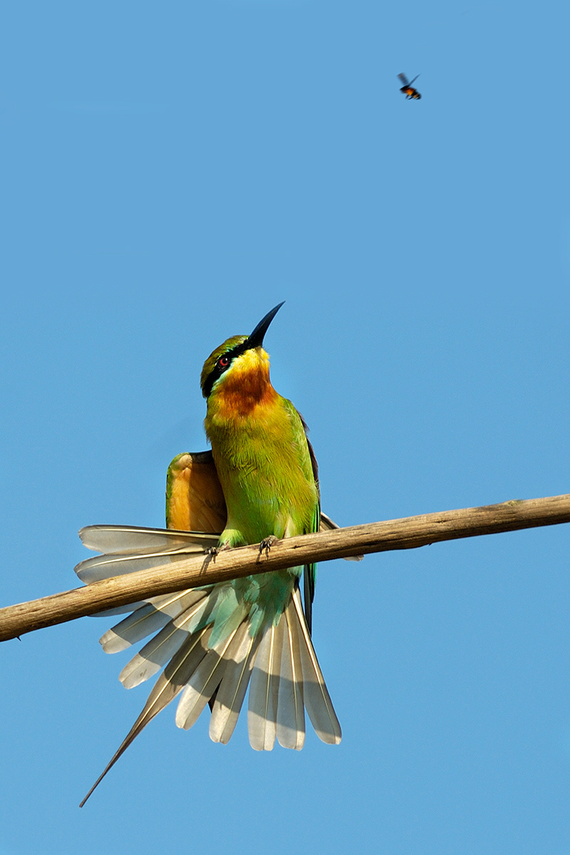 Blue Tailed Beeeater