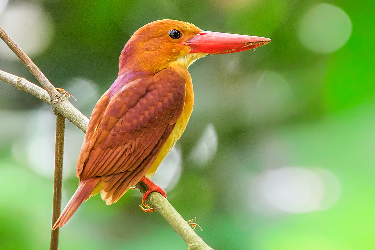 Ruddy Kingfisher (Jurong Lake Gardens)