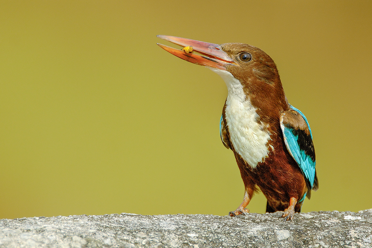 White-Throated Kingfisher (Rower's Bay)