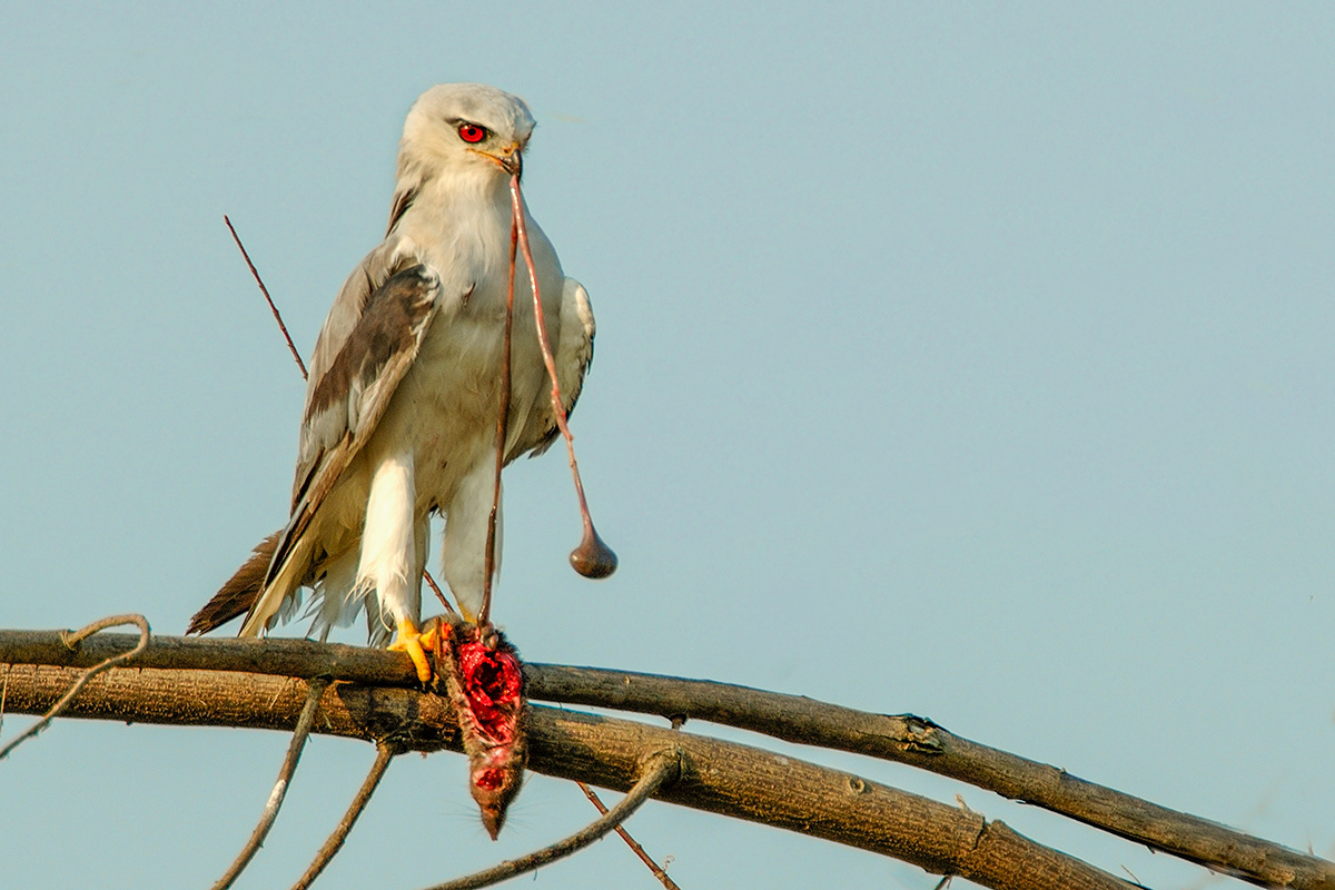 Black Shoulder Kite (Former Punggol Grasslands)