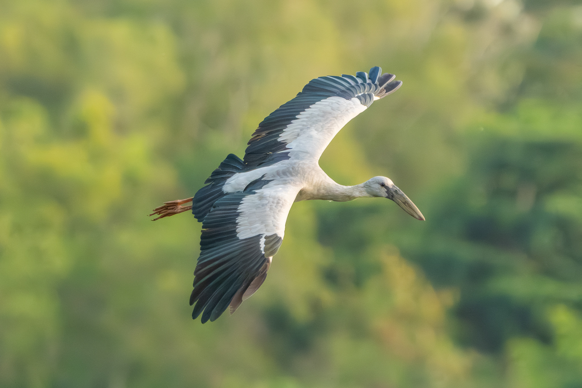 Asian Openbill (Punggol)