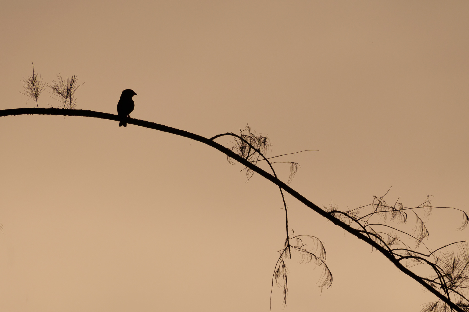 Silhouette of a Dollarbird