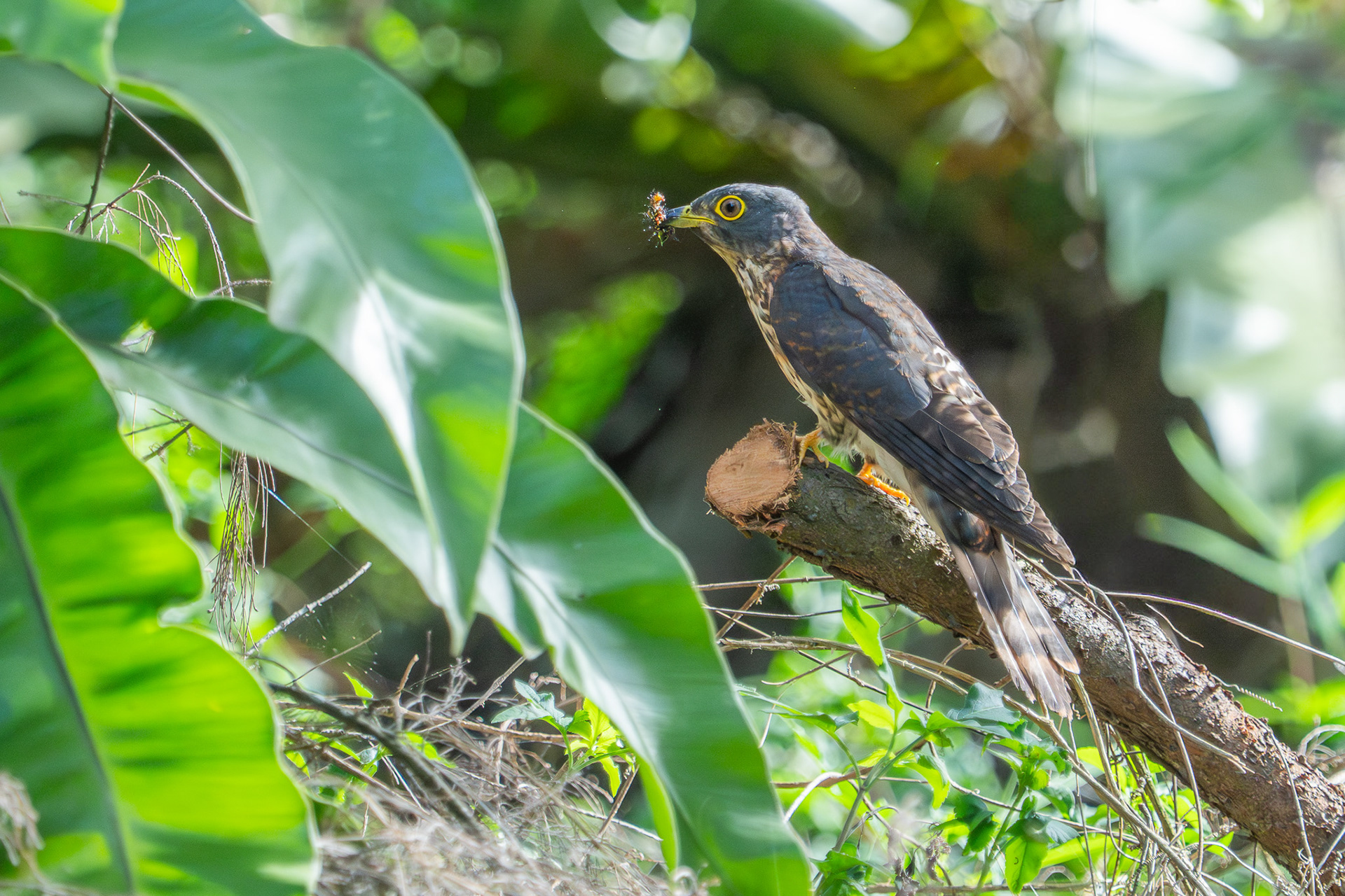 Hodgson’s Hawk-Cuckoo (Coney Island)