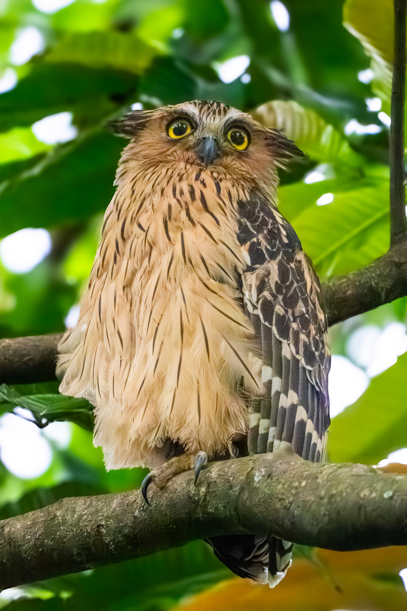 Buffy Fish Owl (Sungei Buloh)