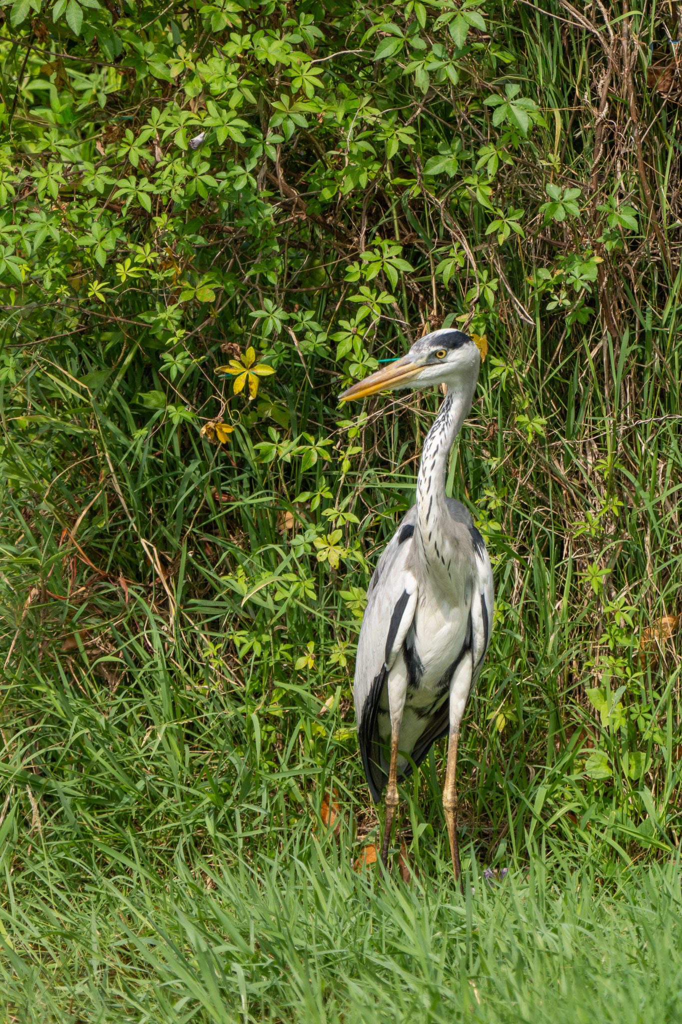 Grey Heron
