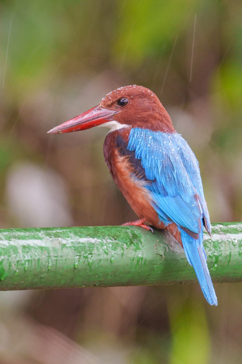 White-Throated Kingfisher (Lor Halus)