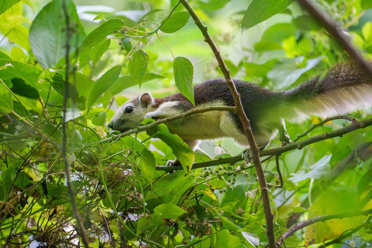 Finlayson Squirrel (Bidadari park)