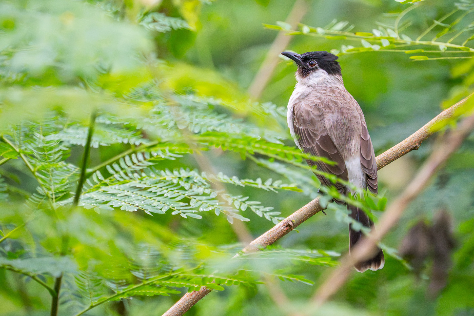 Sooty vented bulbul (Lor Halus)