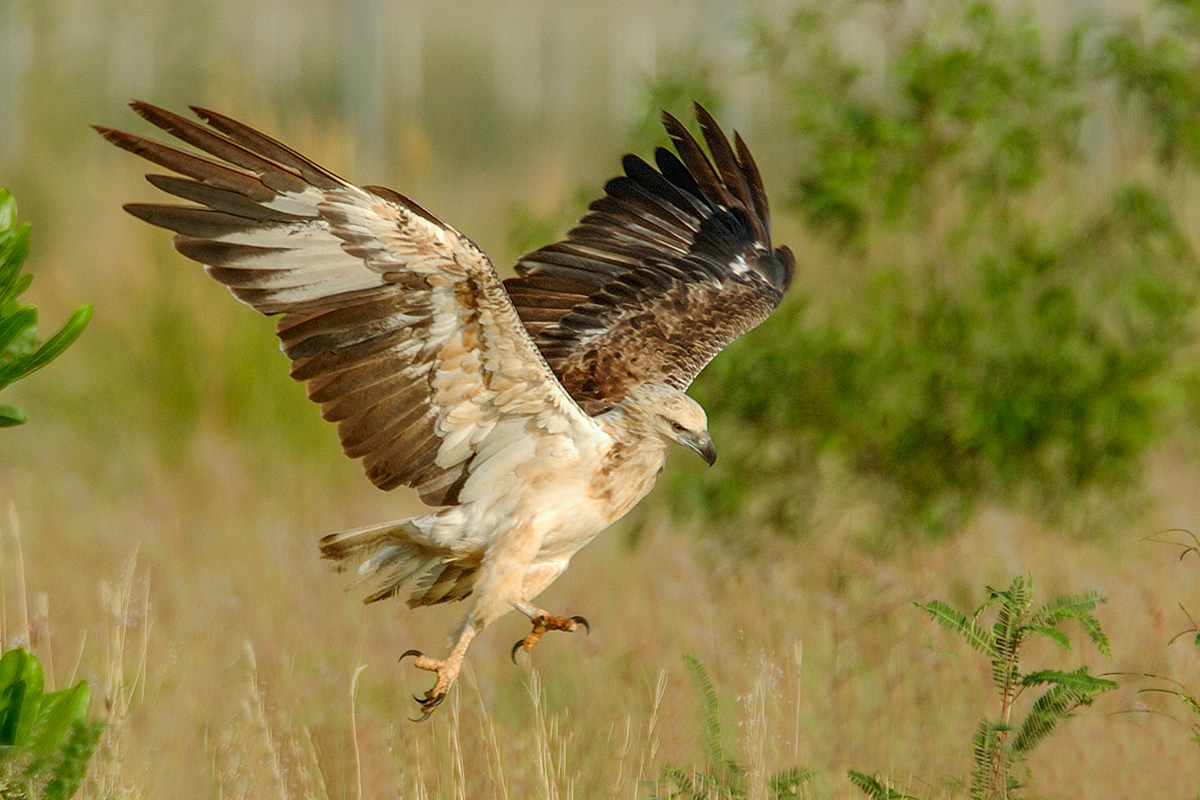 Juvenile White Bellied Fish Eagle