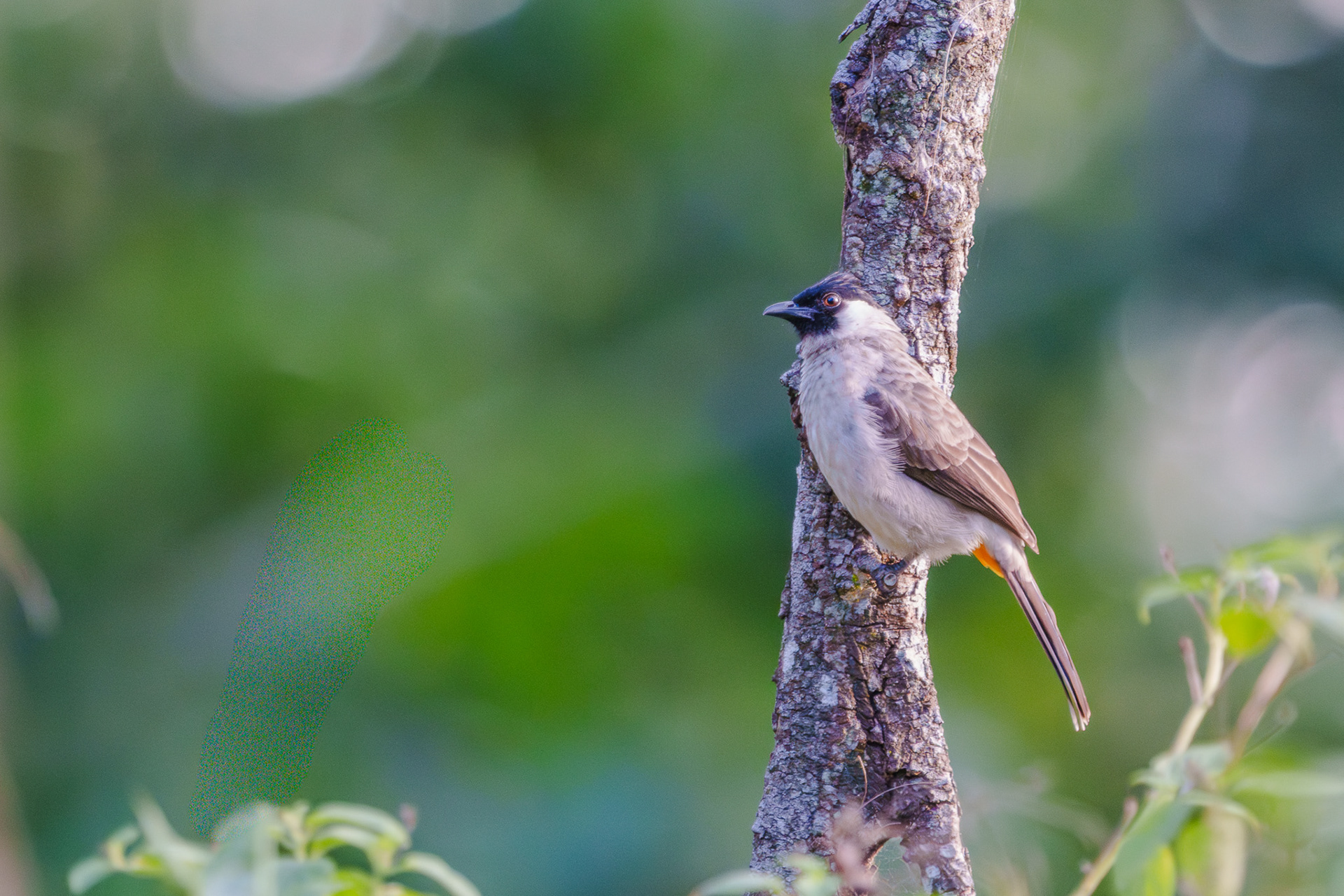 Sooty vented bulbul (Lor Halus)
