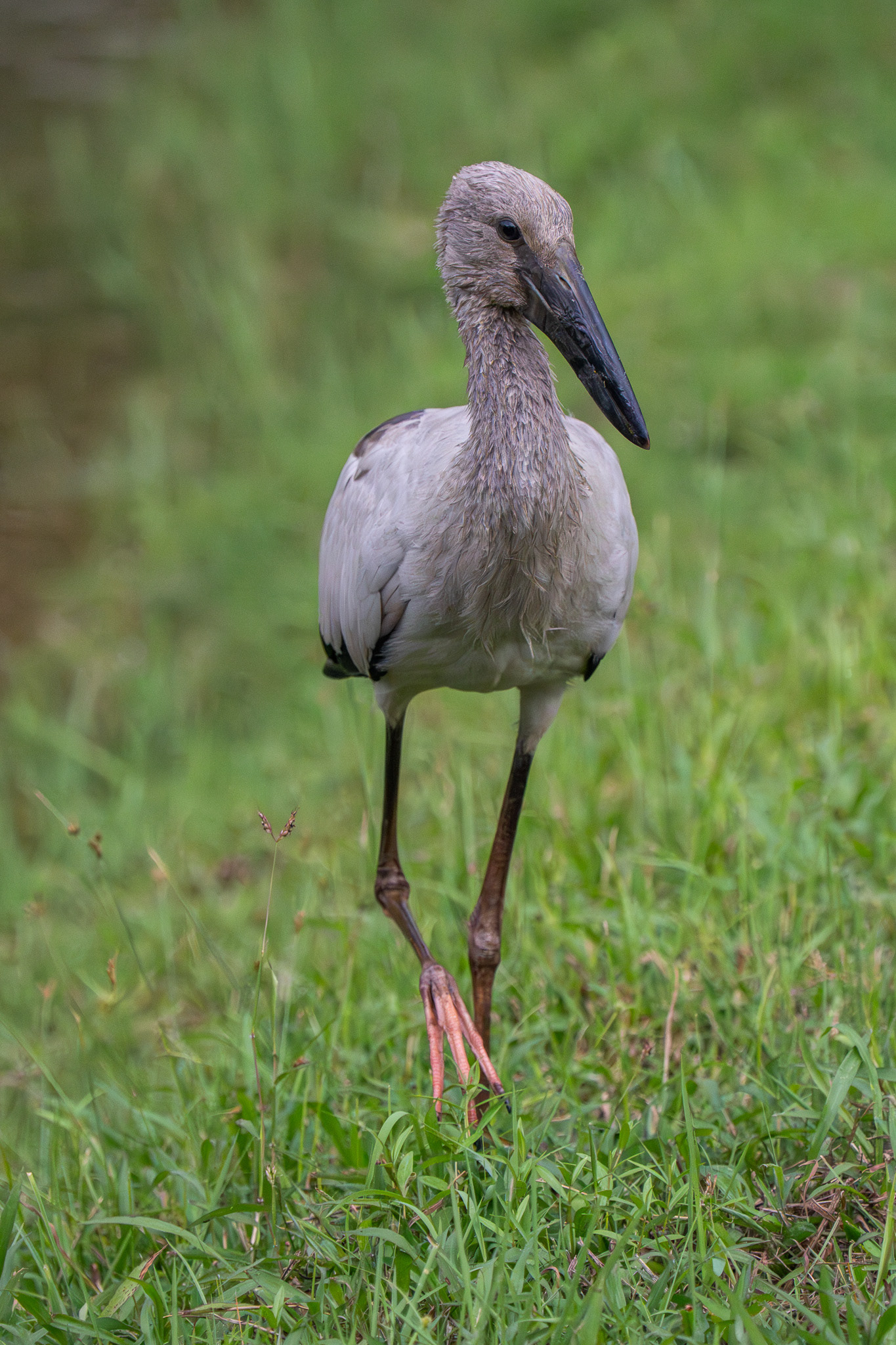 Asian Openbill (Sungei Buloh)