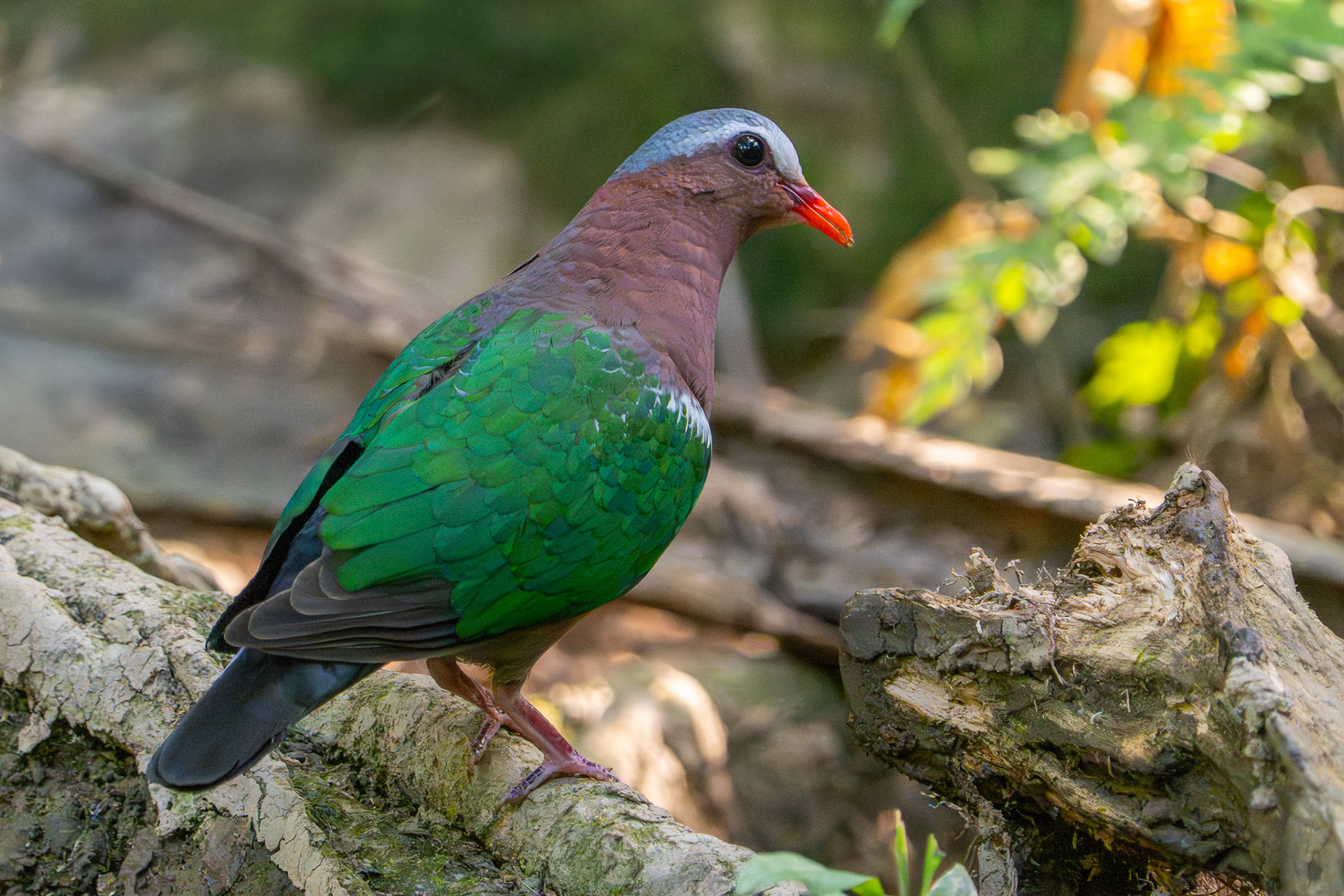 Common Emerald Dove (Winsor Nature Park)