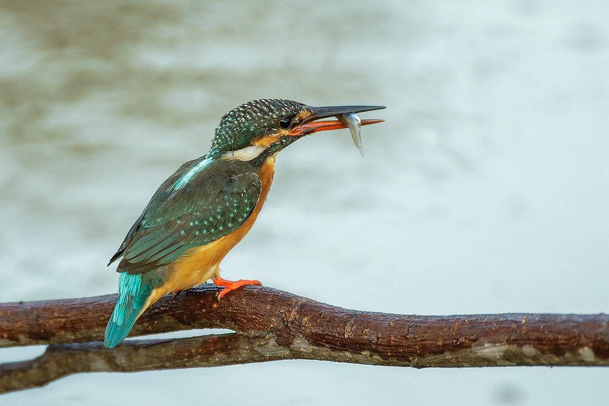 Common Kingfisher (Jurong Lake Gardens)