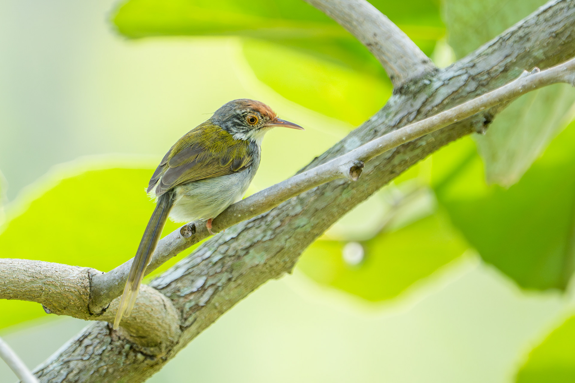 Long-tailed Tailorbird (Chinese Garden)