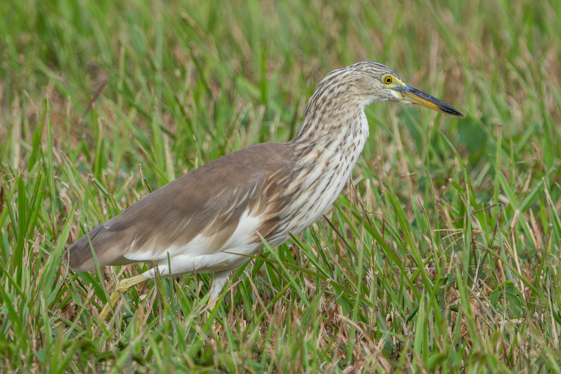 Pond Heron (Punggol)