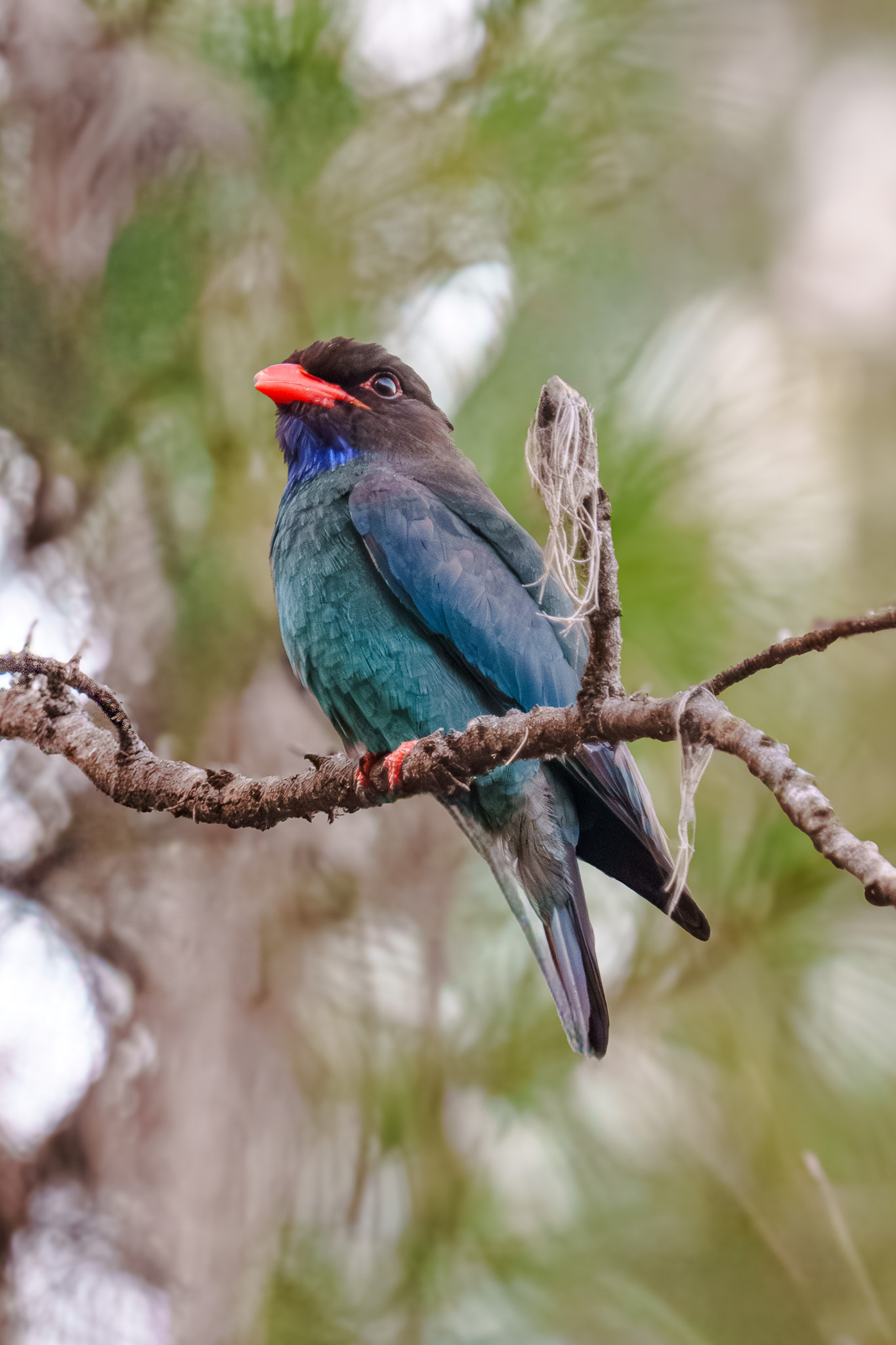 Oriental Dollarbird (Coney Island)