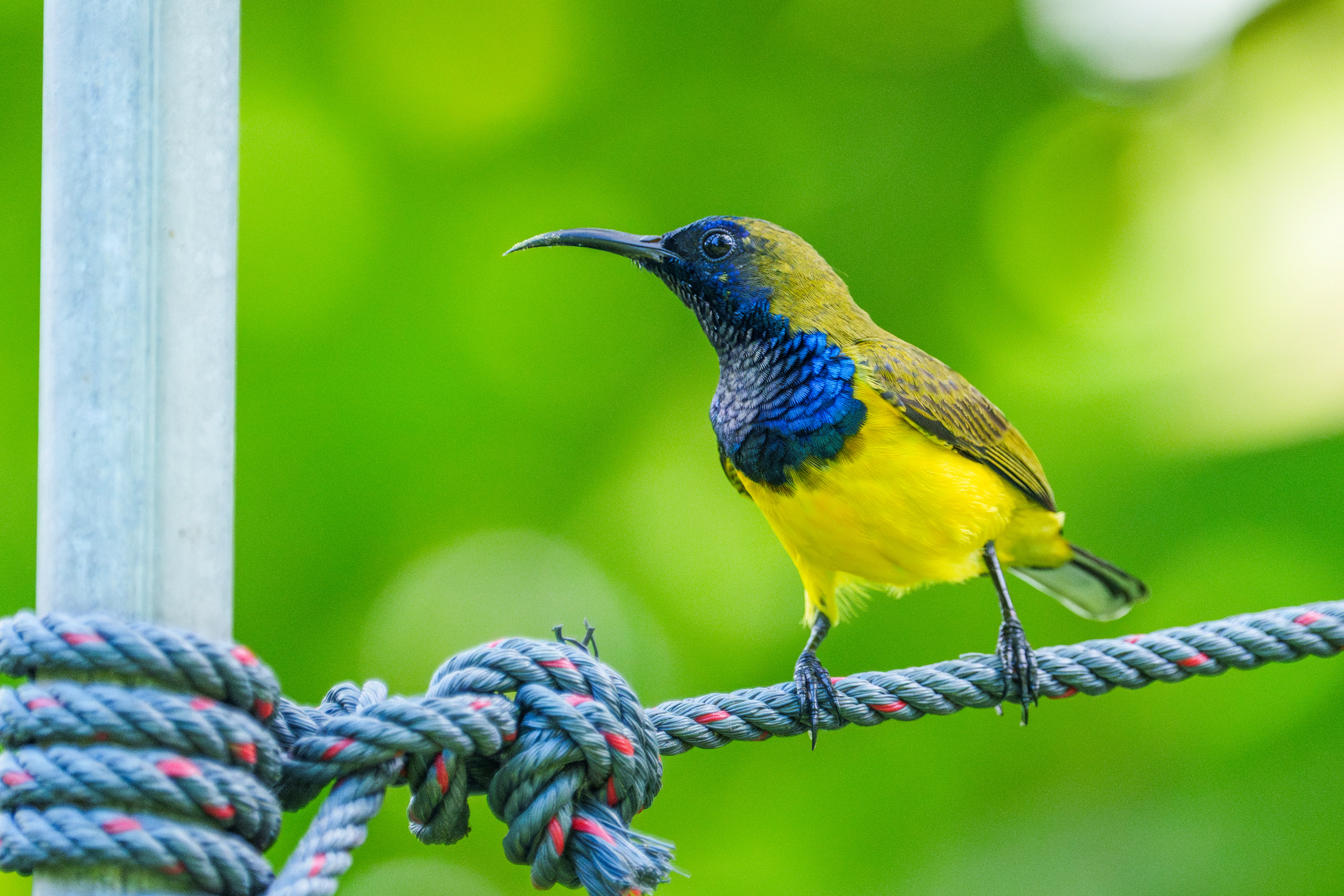 Olive-Backed Sunbird (Singapore Botanic Gardens)